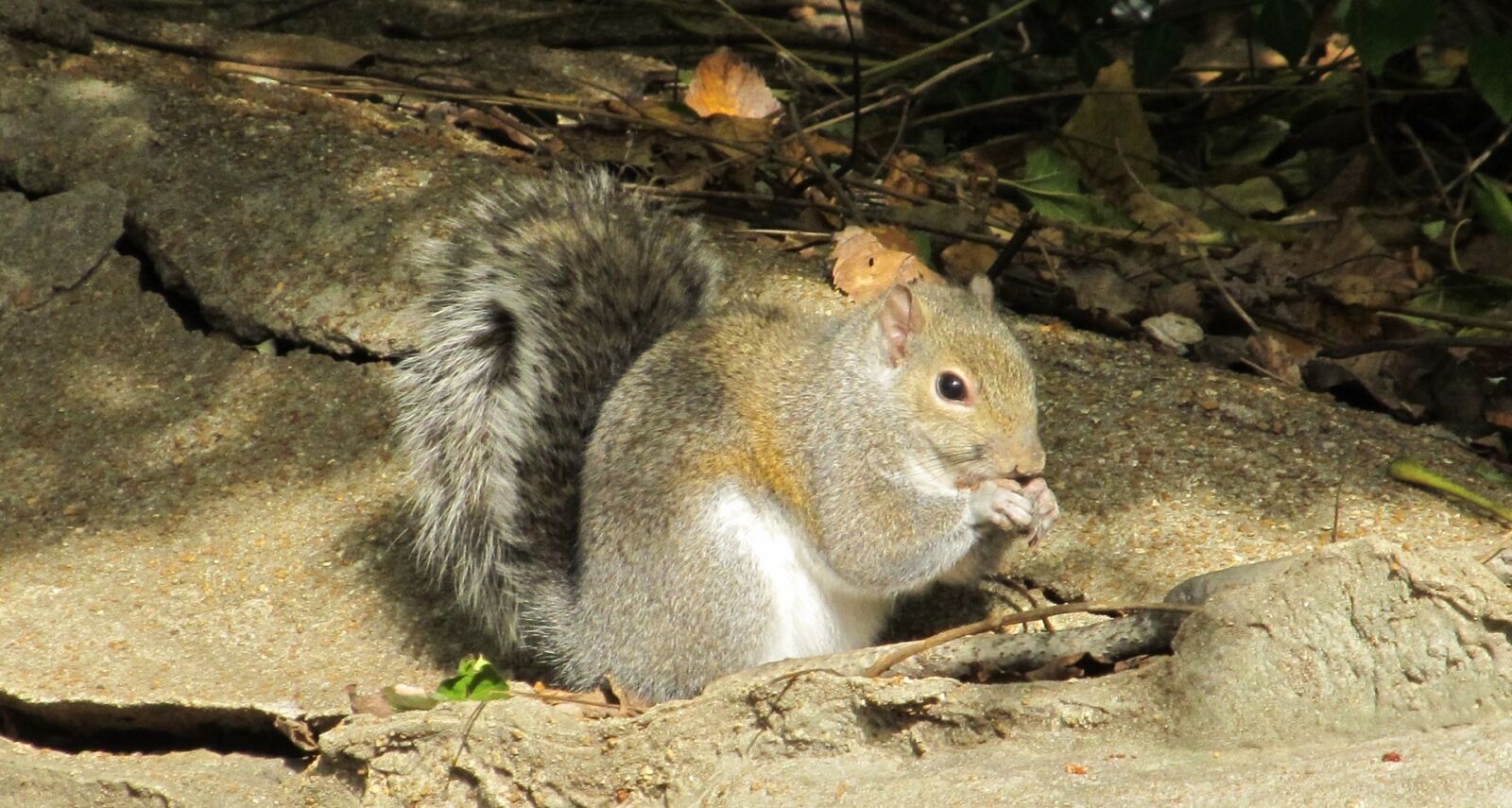 Canon PowerShot SX130 IS sample photo. Squirrel, common squirrel, eating photography