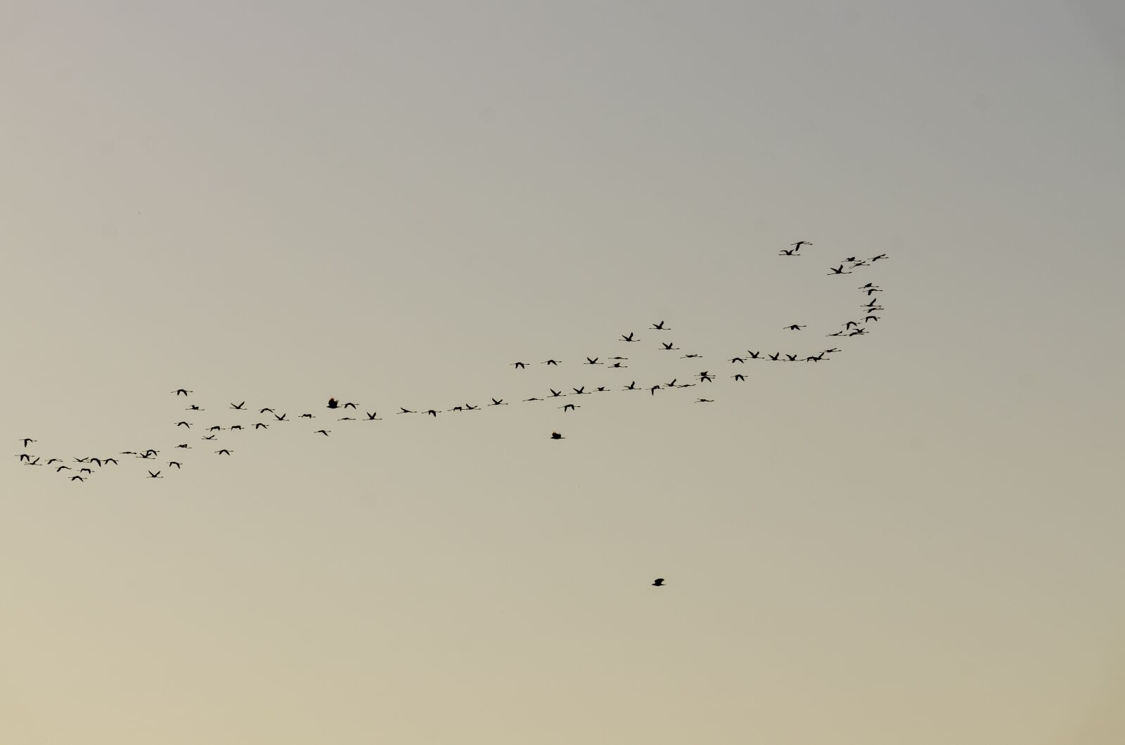 Nikon D7000 sample photo. Fly, flying, animal photography