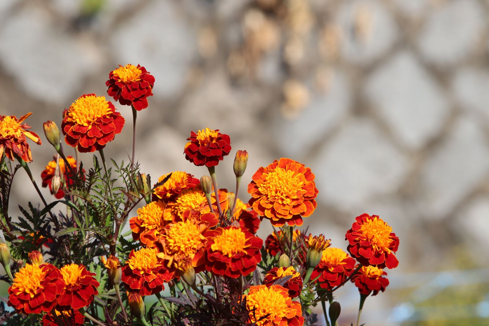Canon EF 70-200mm F2.8L USM sample photo. Wildflower, autumn, nature photography