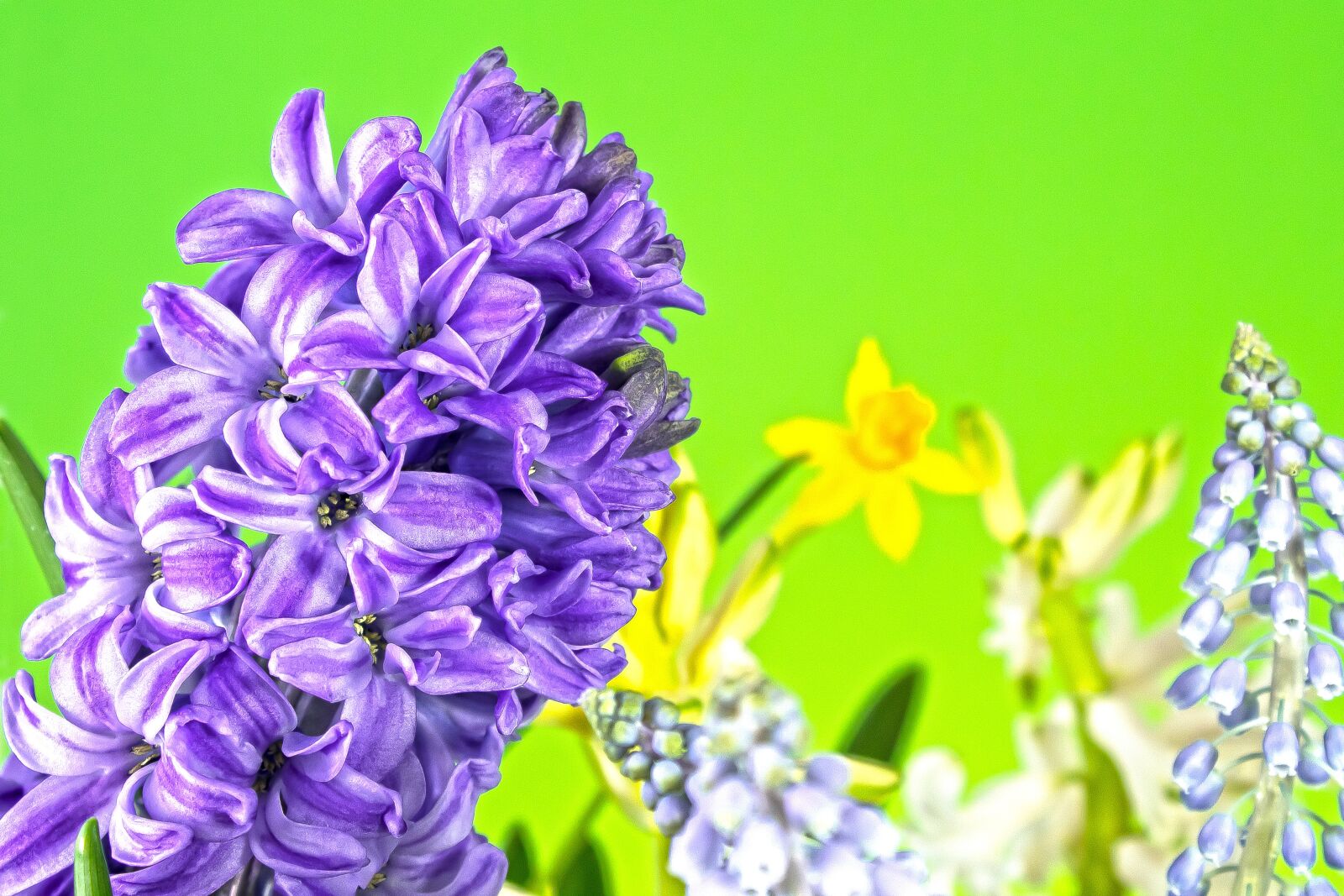 Canon EOS 1300D (EOS Rebel T6 / EOS Kiss X80) sample photo. Hyacinth, muscari, spring photography