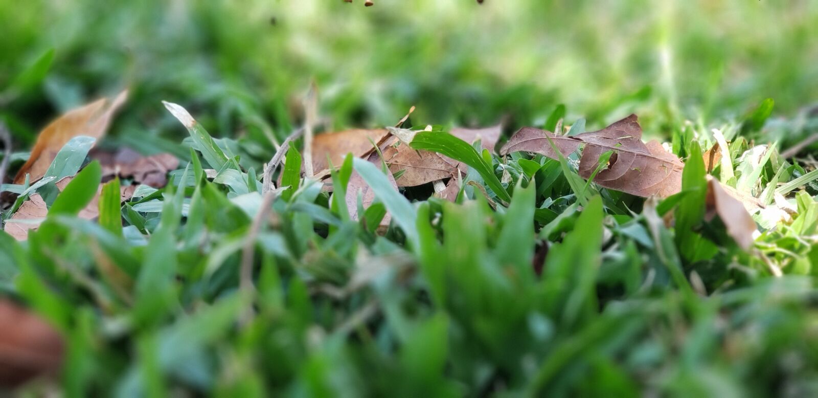 Samsung Galaxy Note9 sample photo. Grass, green, ground photography
