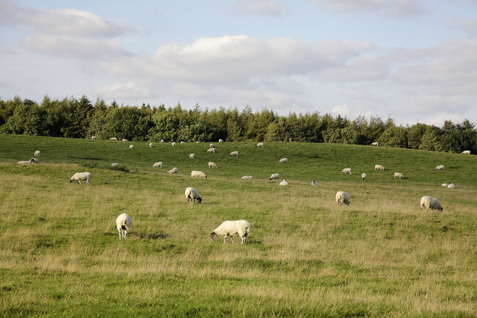 Canon EOS 5D Mark III sample photo. Sheep, grazing, field photography