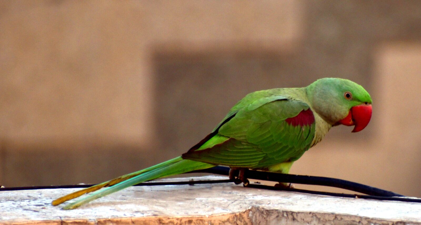 Nikon D5600 sample photo. Parrot, bird, green photography