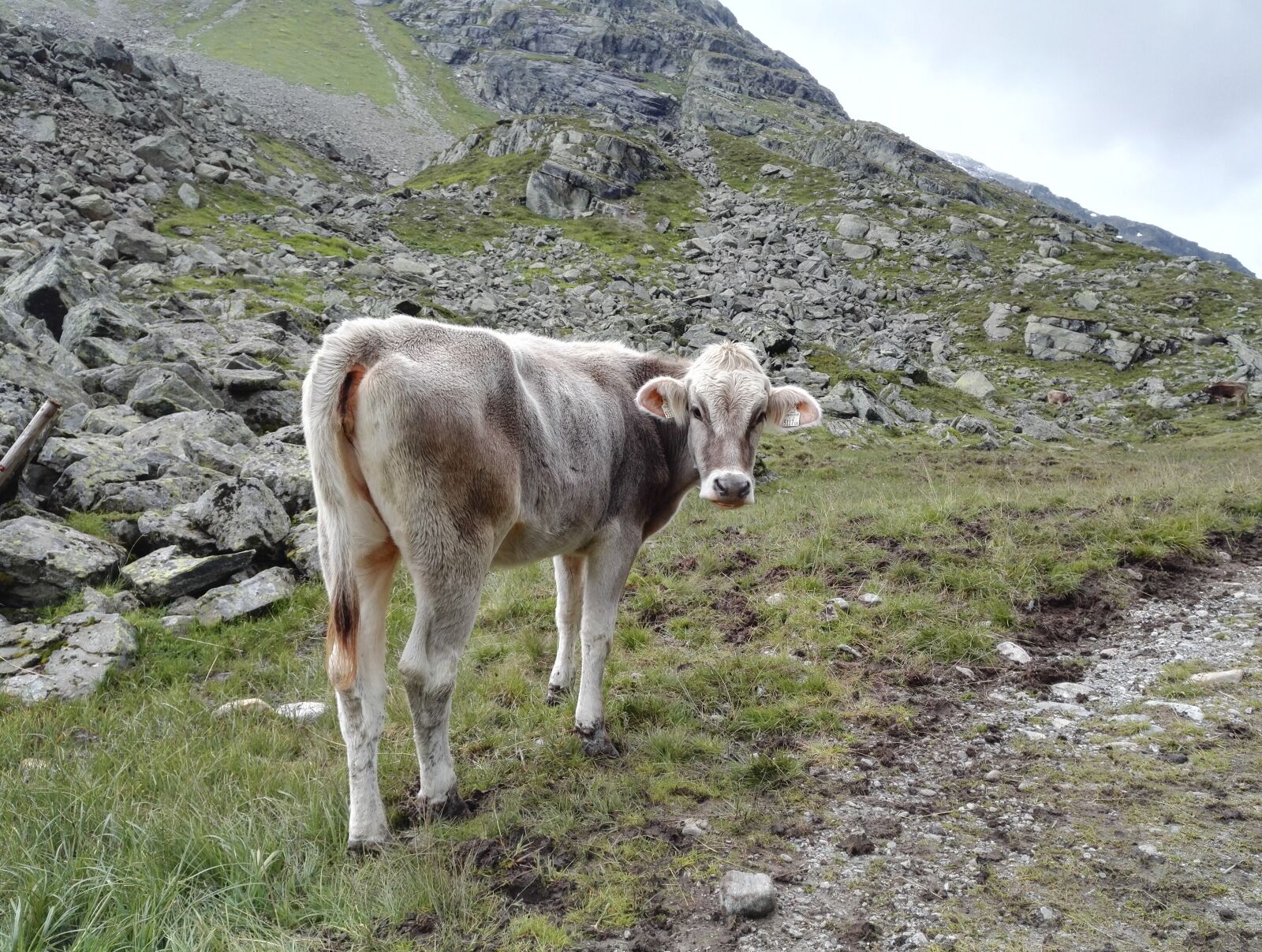 HUAWEI Honor 7 sample photo. Calf, cow, pasture photography