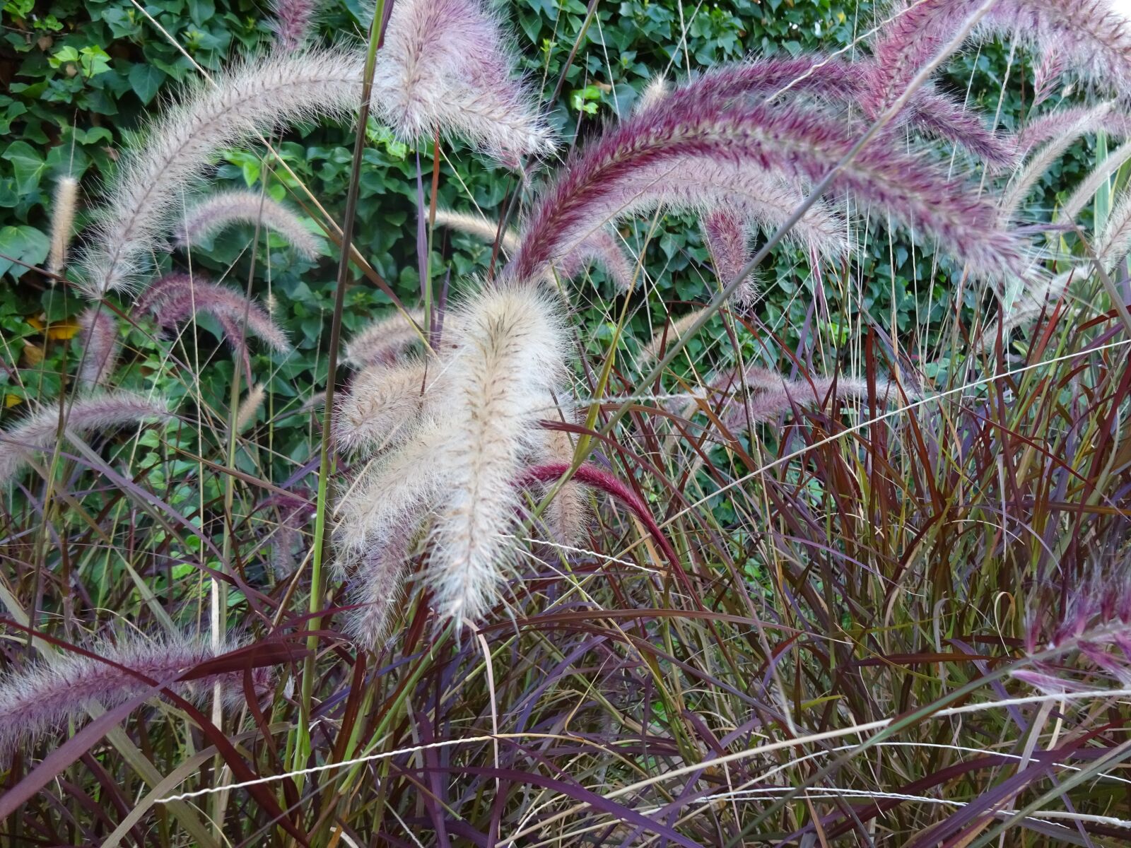 Sony Cyber-shot DSC-WX350 sample photo. Garden, wild flora, gardens photography