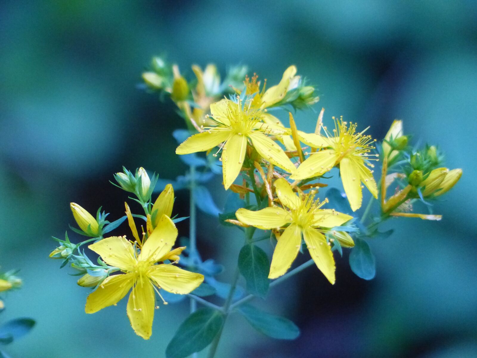 Panasonic Lumix DMC-FZ200 sample photo. Wildflower, yellow, meadow photography
