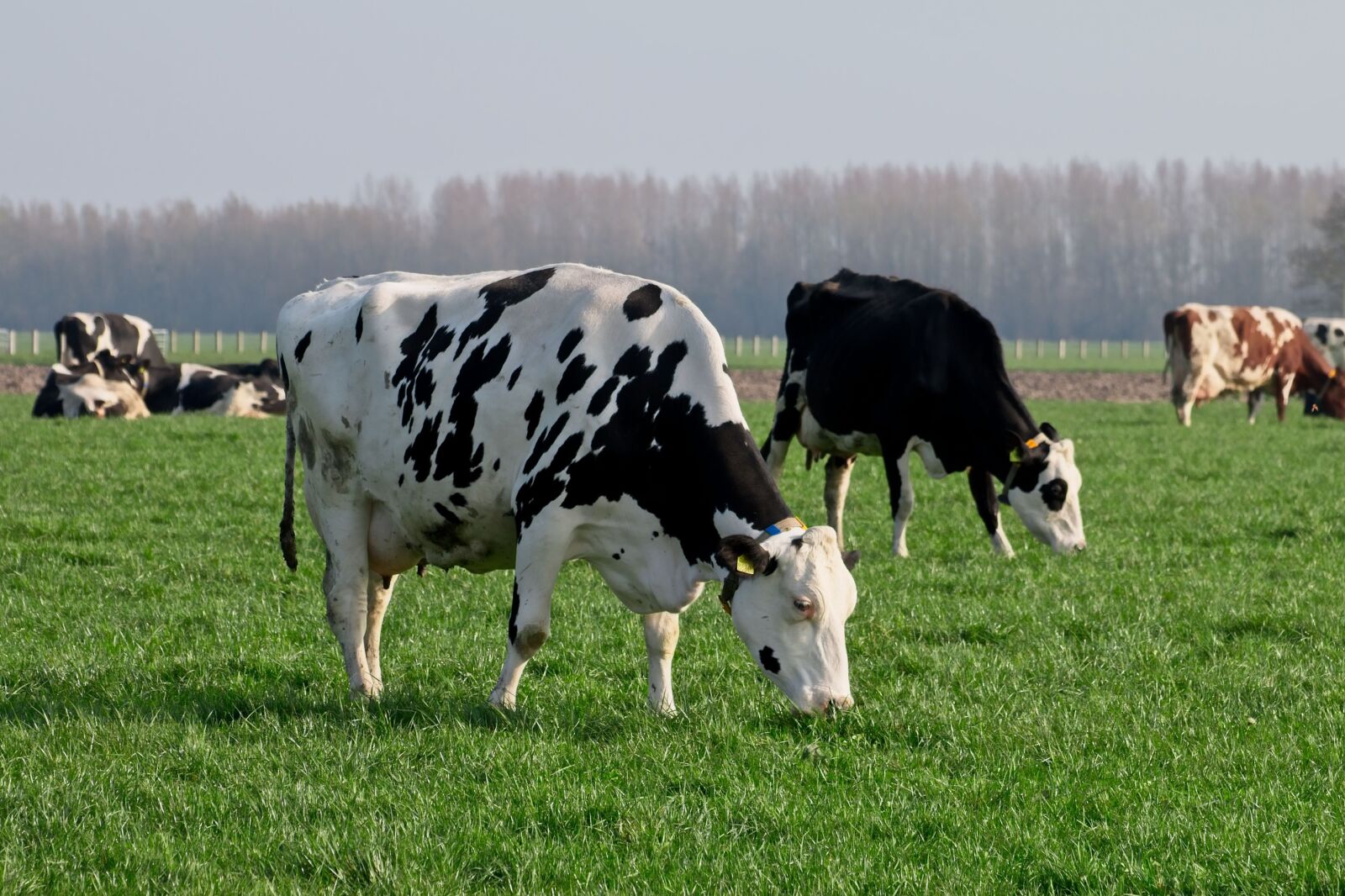 Canon EOS 70D sample photo. Cow, cows, roan photography