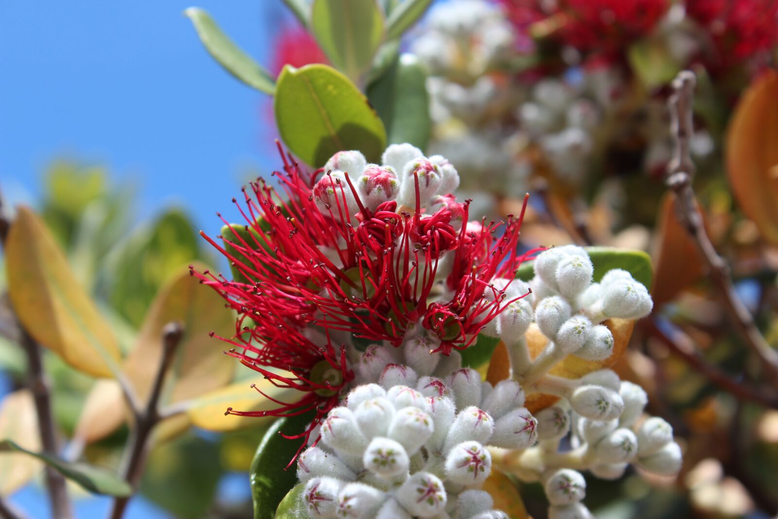 Canon EOS 600D (Rebel EOS T3i / EOS Kiss X5) sample photo. Red flower, red, protea photography