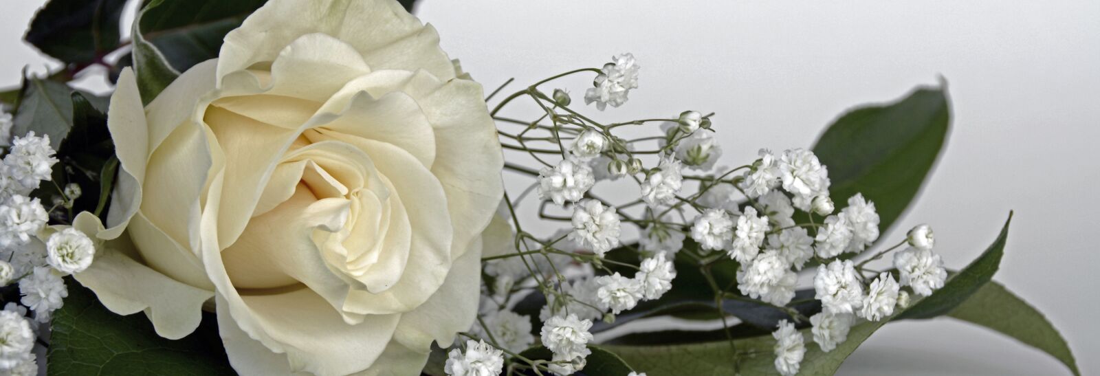 Nikon D7100 sample photo. Roses, rose flower, flowers photography
