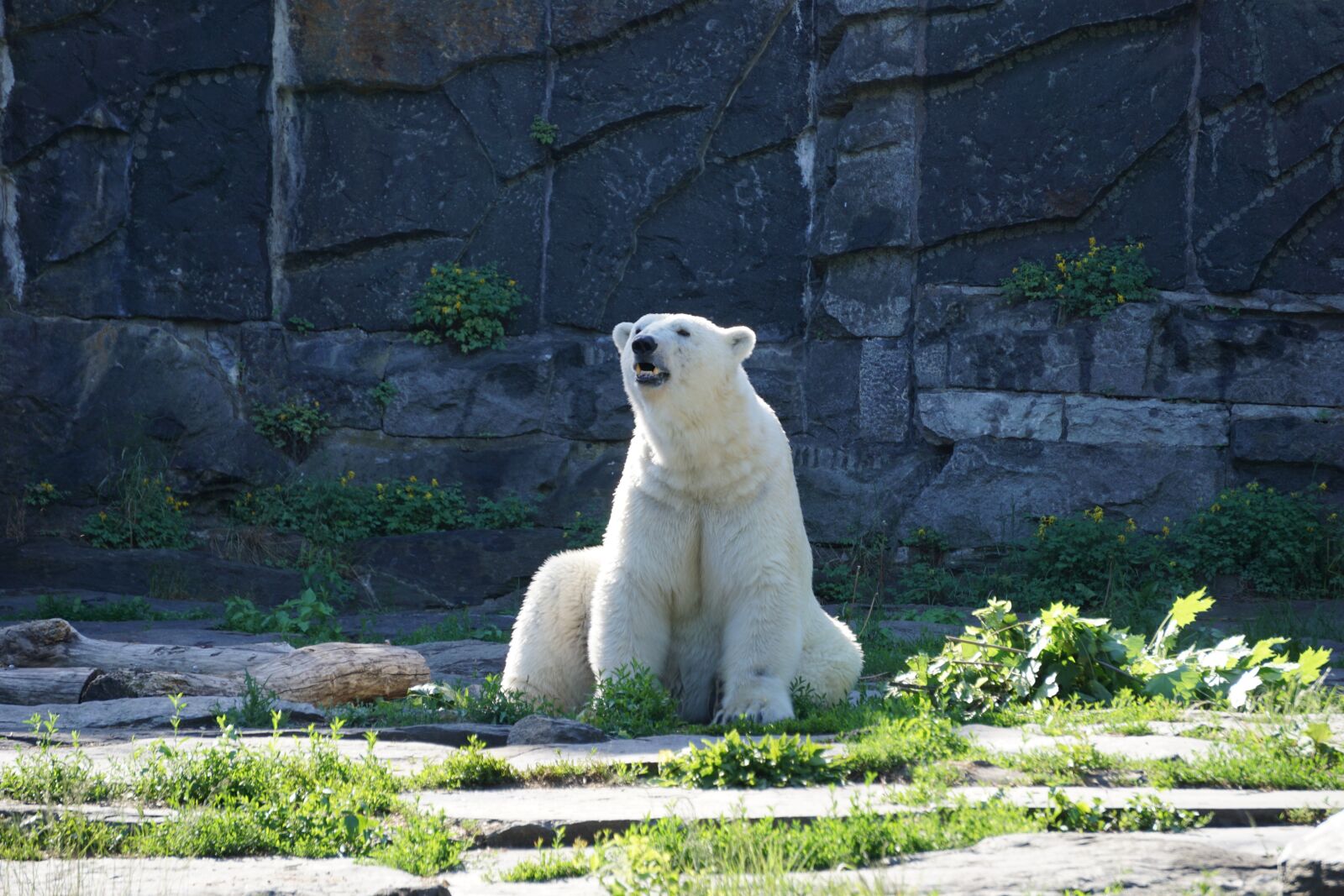Sony a6000 sample photo. Polar bear, animal world photography