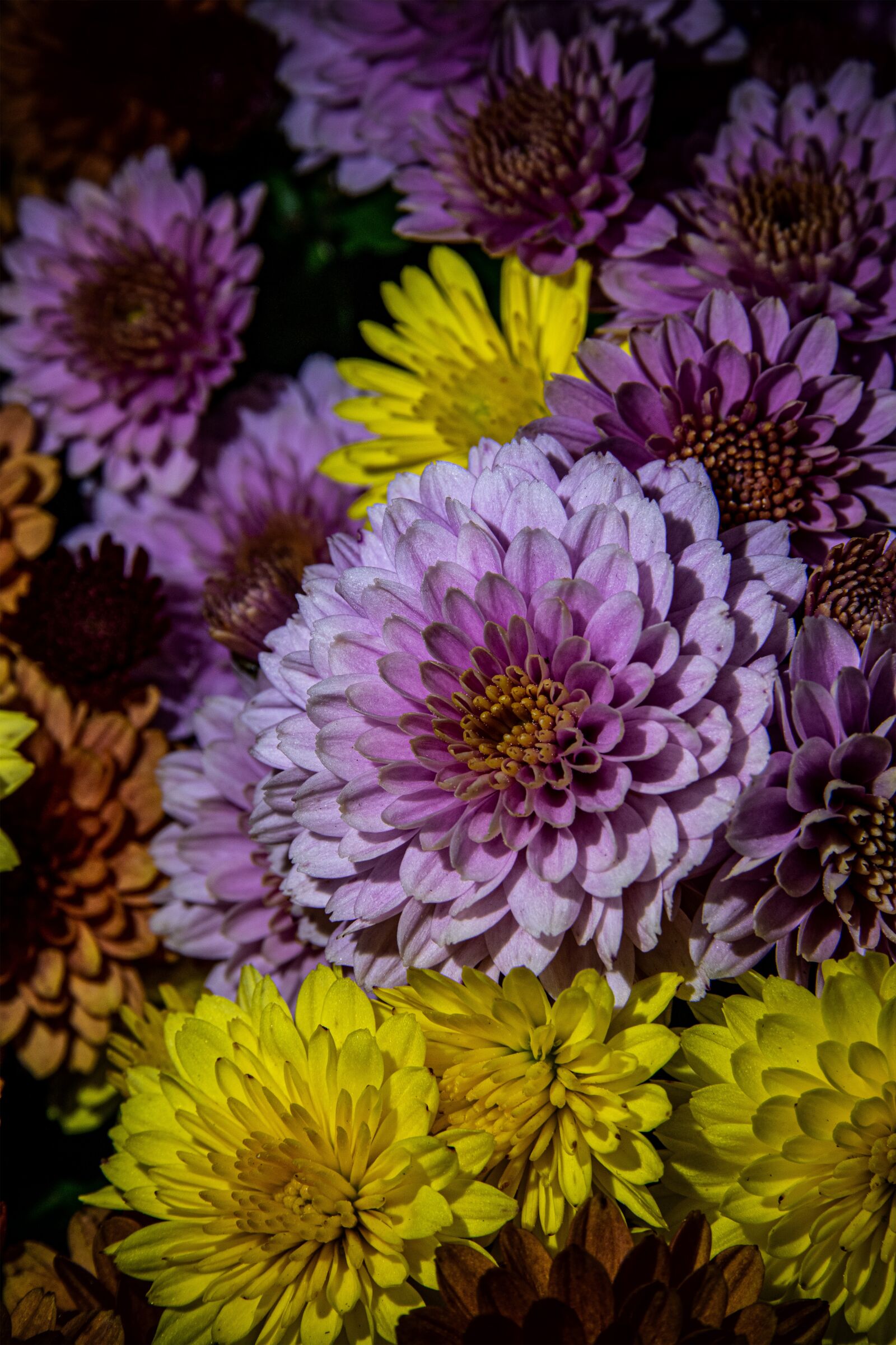 Nikon D5300 sample photo. Flower, in bloom, chryzant photography