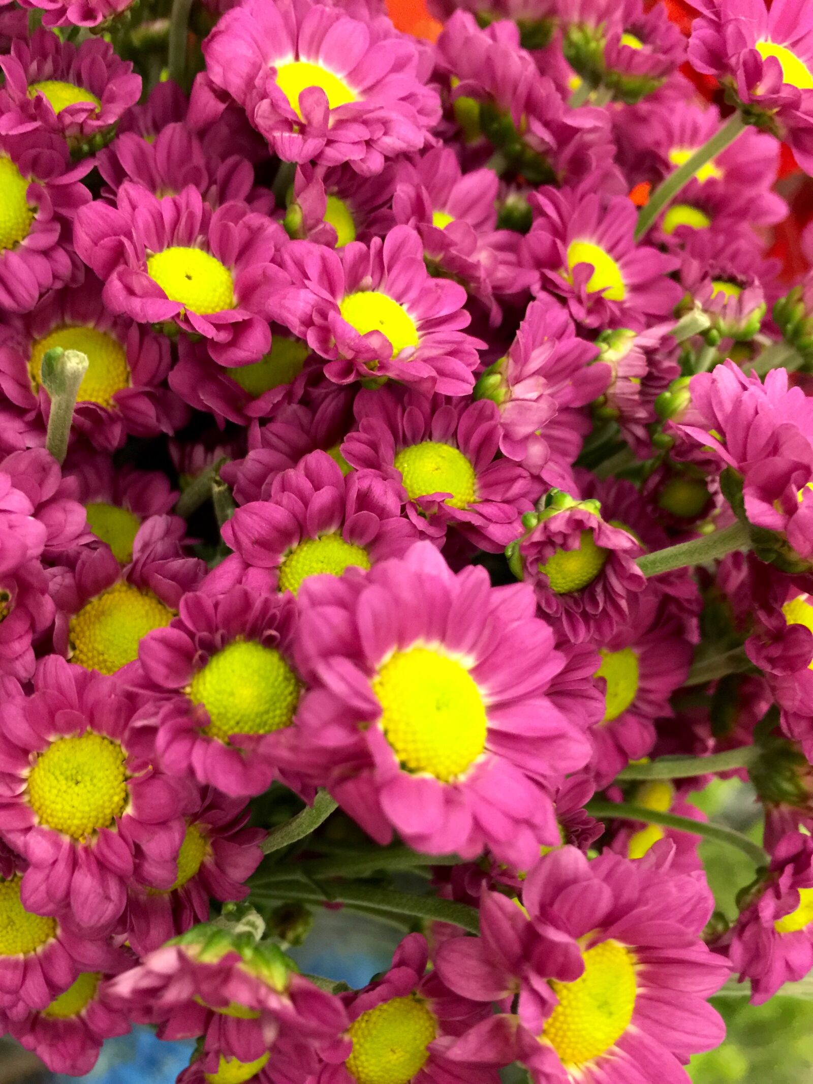 iPhone 6 Plus back camera 4.15mm f/2.2 sample photo. Blossom, colorful, daisy, flowers photography