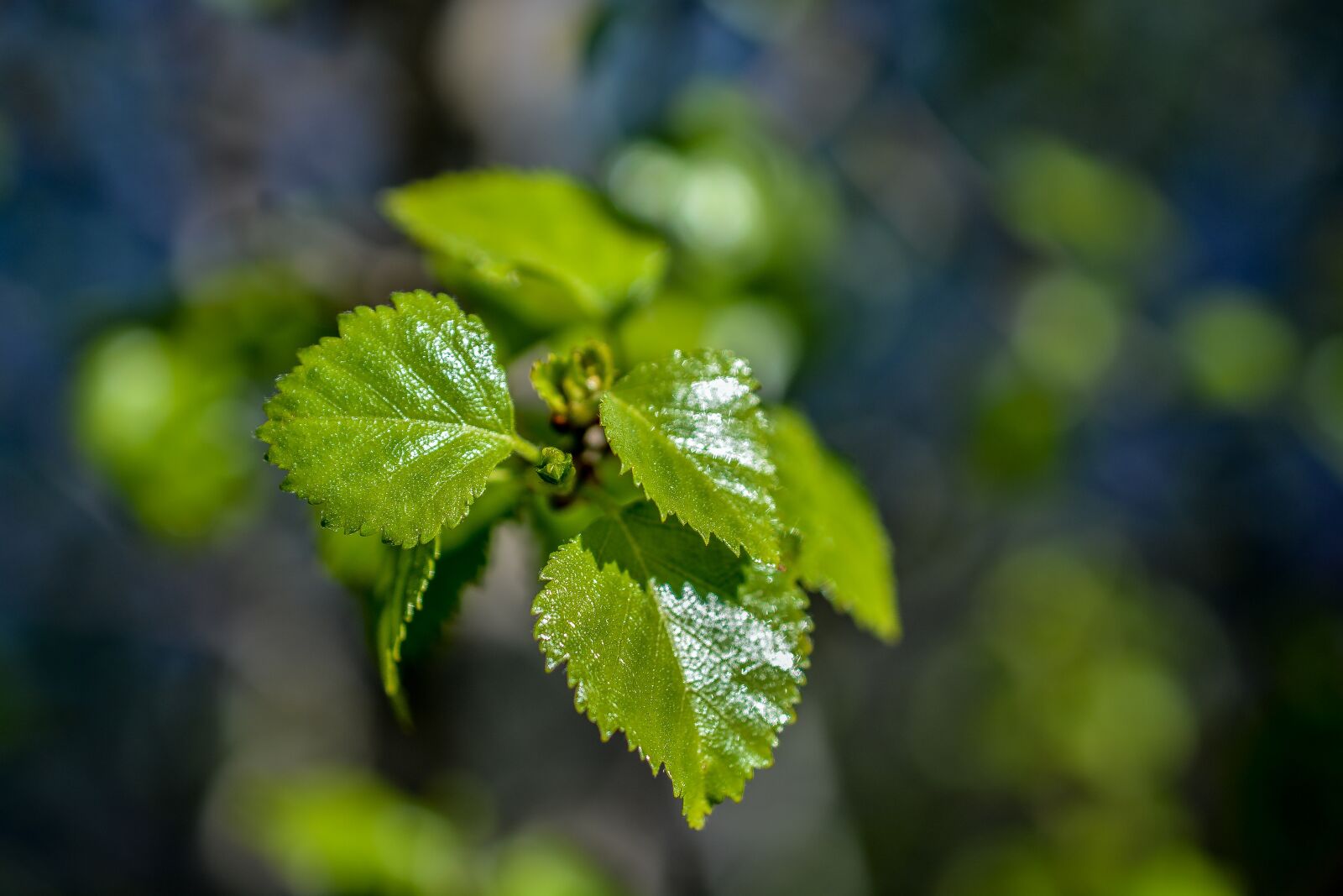 Nikon D5200 sample photo. Leaves, green, plant photography