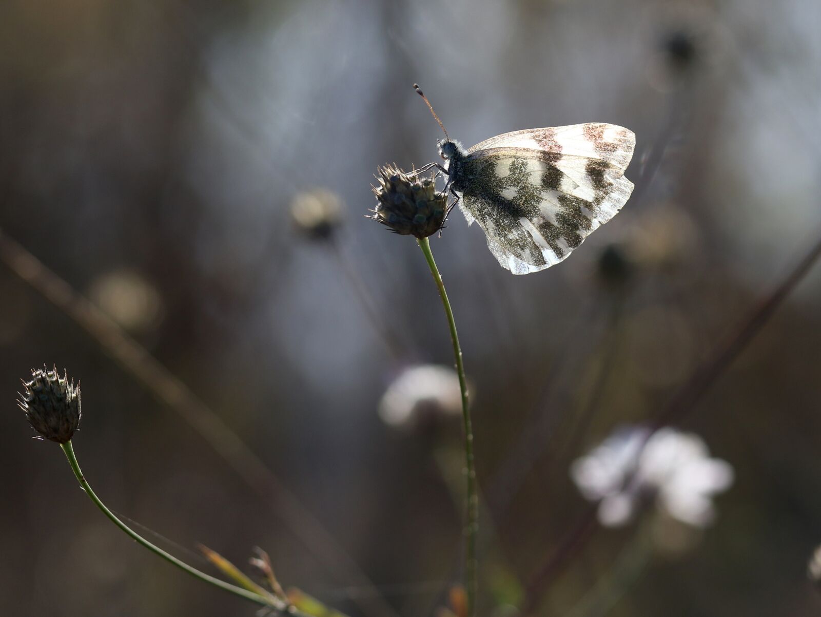 Canon EF-S 60mm F2.8 Macro USM sample photo. Butterfly, white, light photography