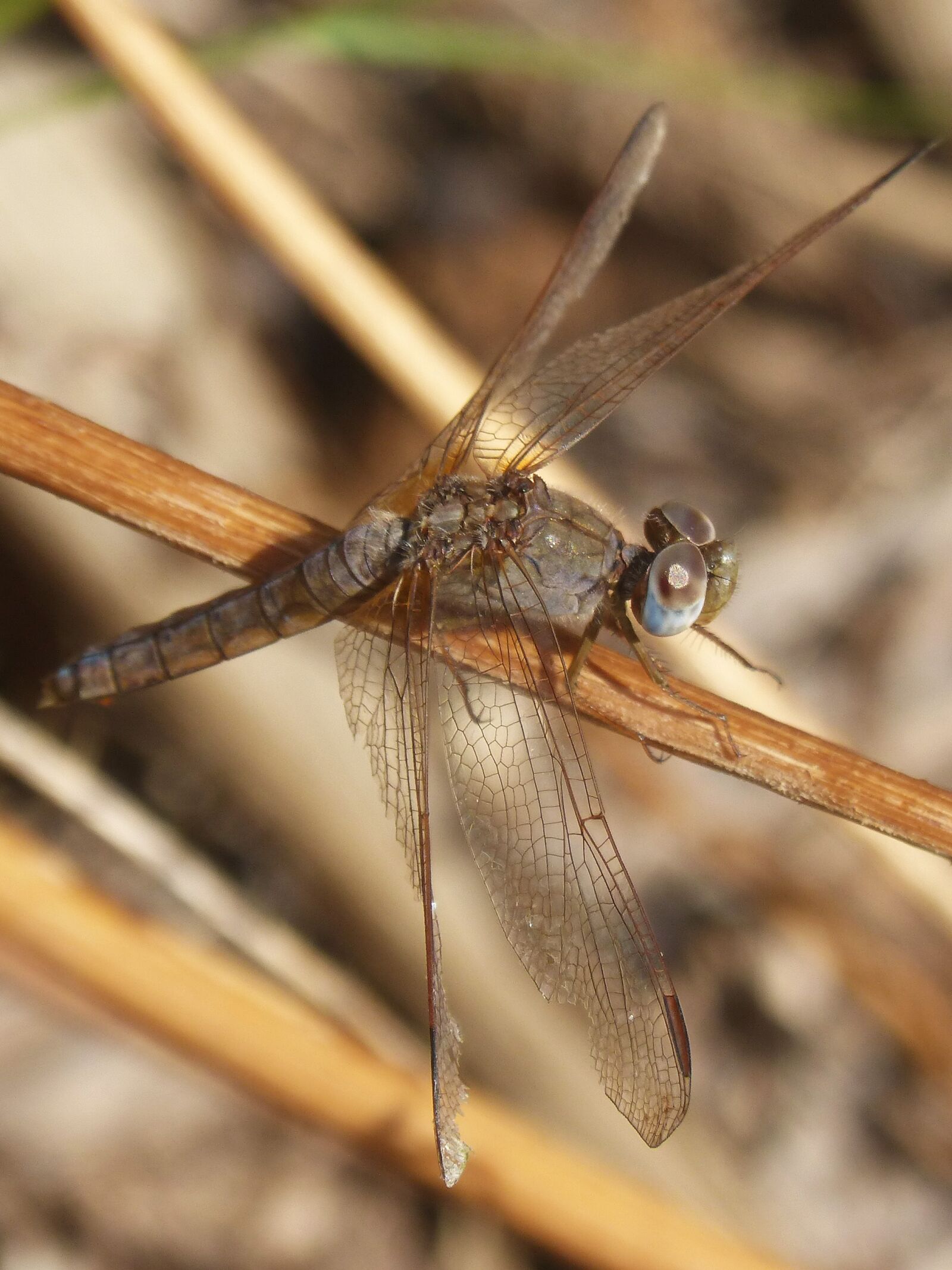 Panasonic DMC-FZ62 sample photo. Dragonfly, winged insect, grey photography