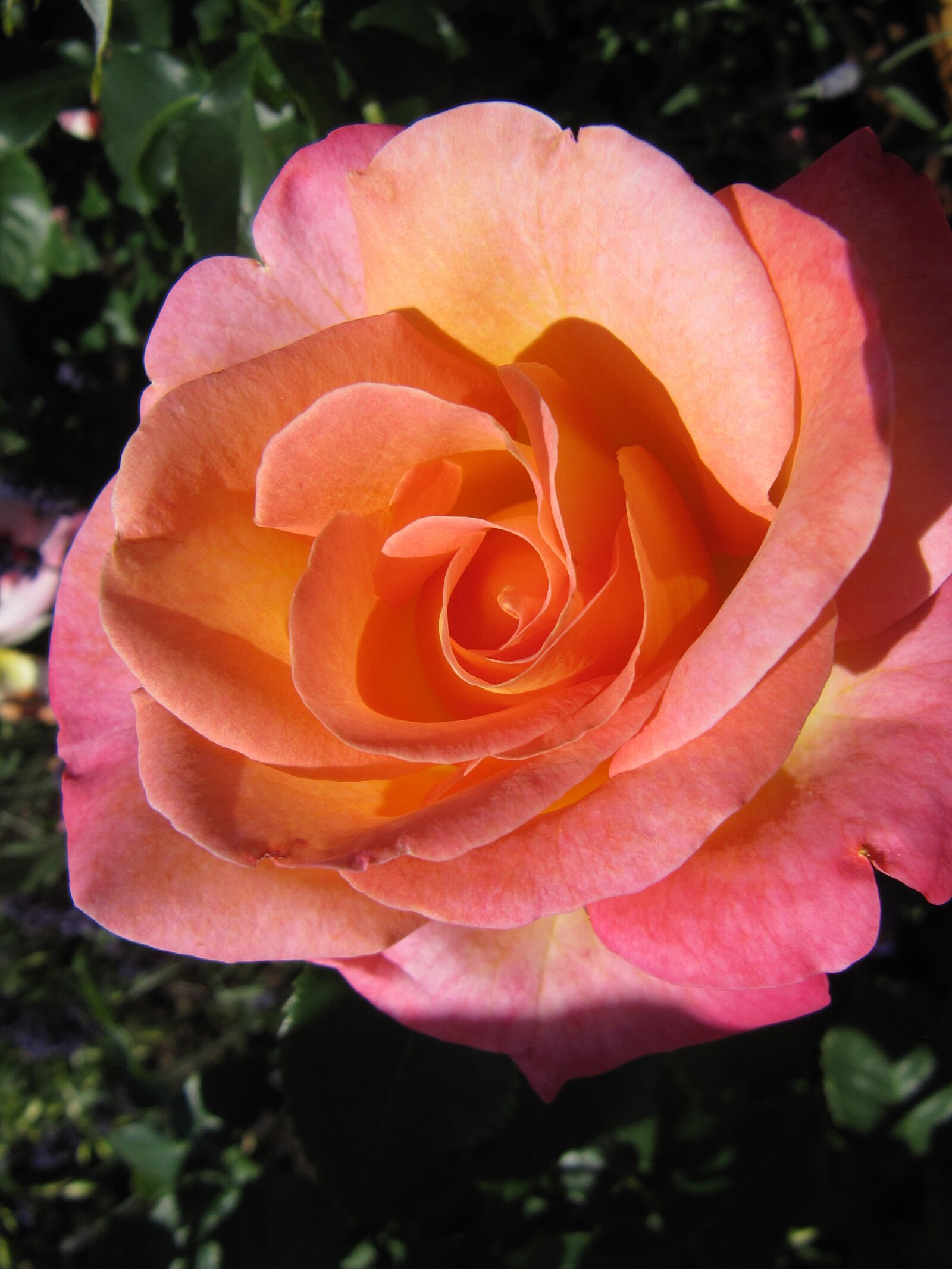 Canon PowerShot SX200 IS sample photo. Buga, flower, rose photography