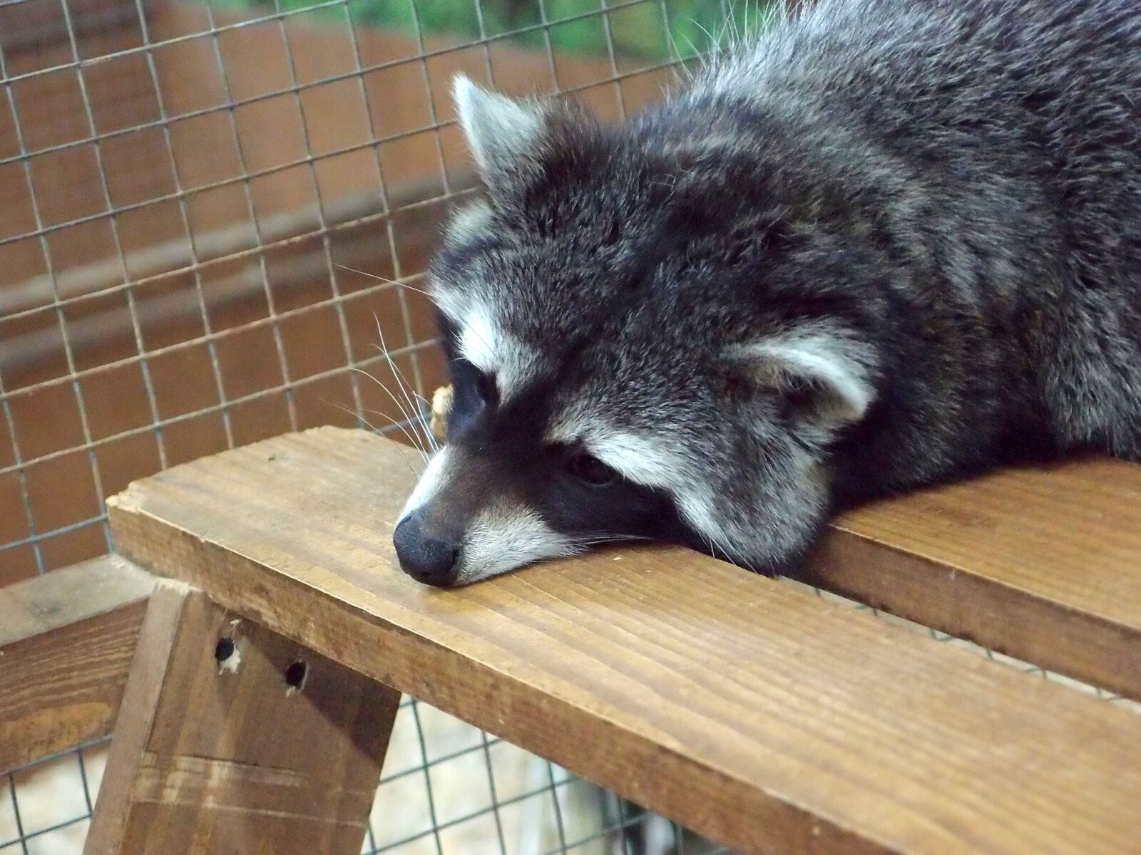Olympus XZ-1 sample photo. Zoo, petting zoo, animals photography