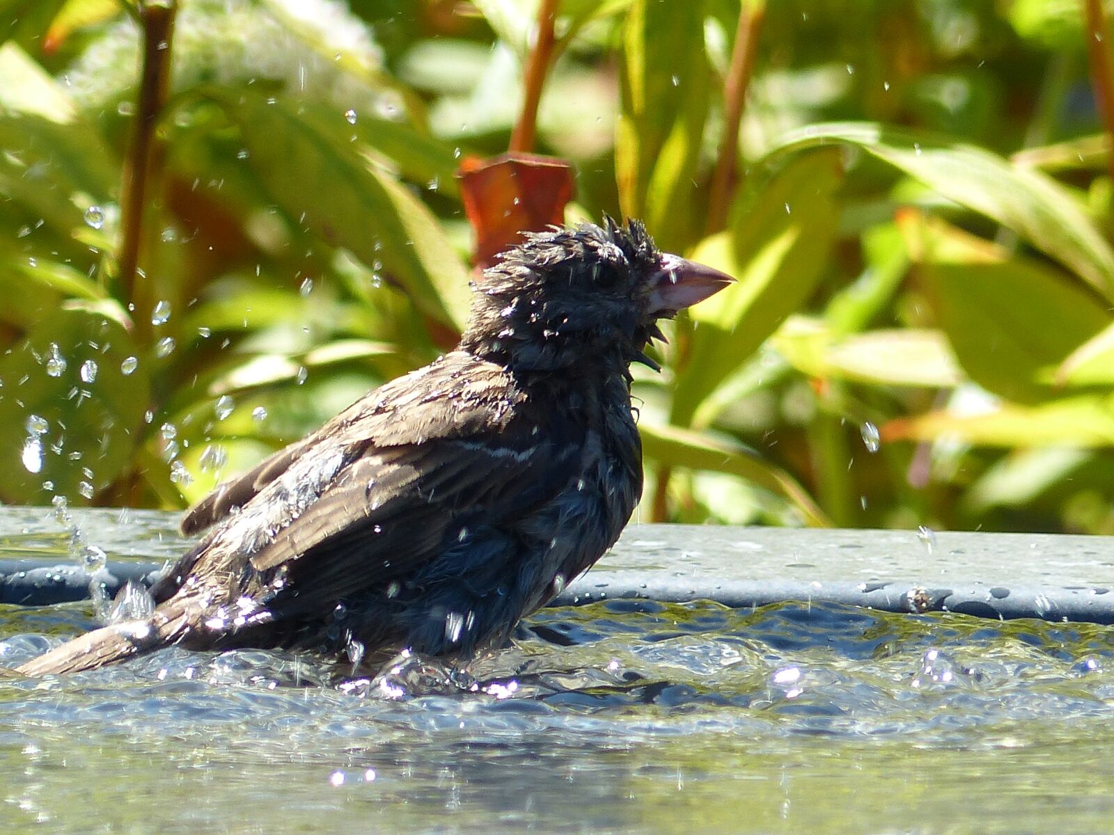 Panasonic Lumix DMC-FZ200 sample photo. Mus, bird, garden photography