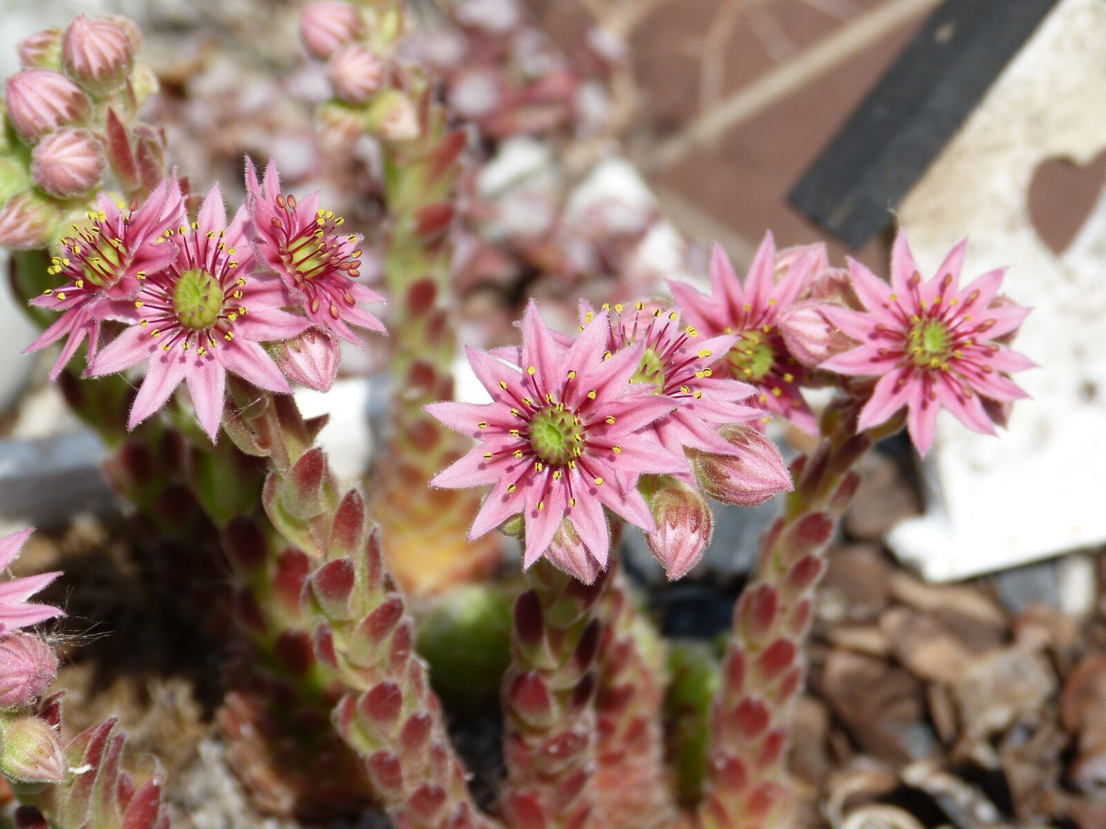Panasonic Lumix DMC-FZ150 sample photo. Cactus, dry, plant photography