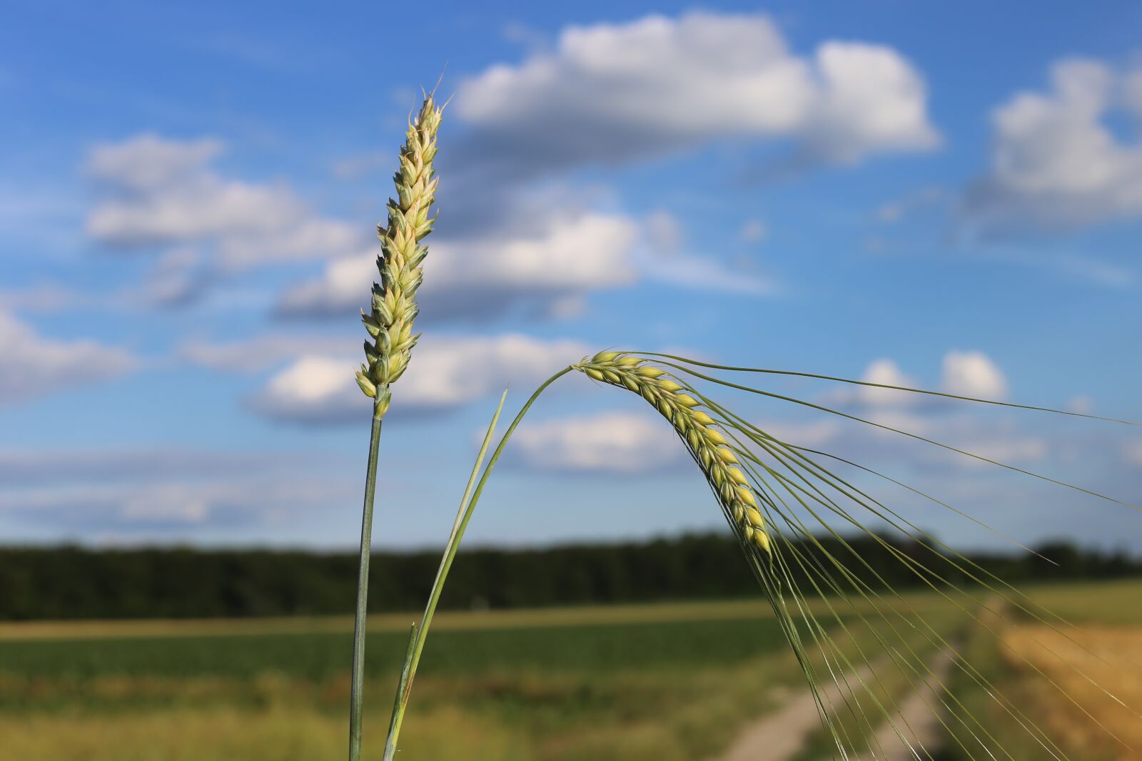 Crop 0. Пшеница зеленая длинная. Пшеница Зауральская Жемчужина. Уродилась пшеница. Ячмень Перу.