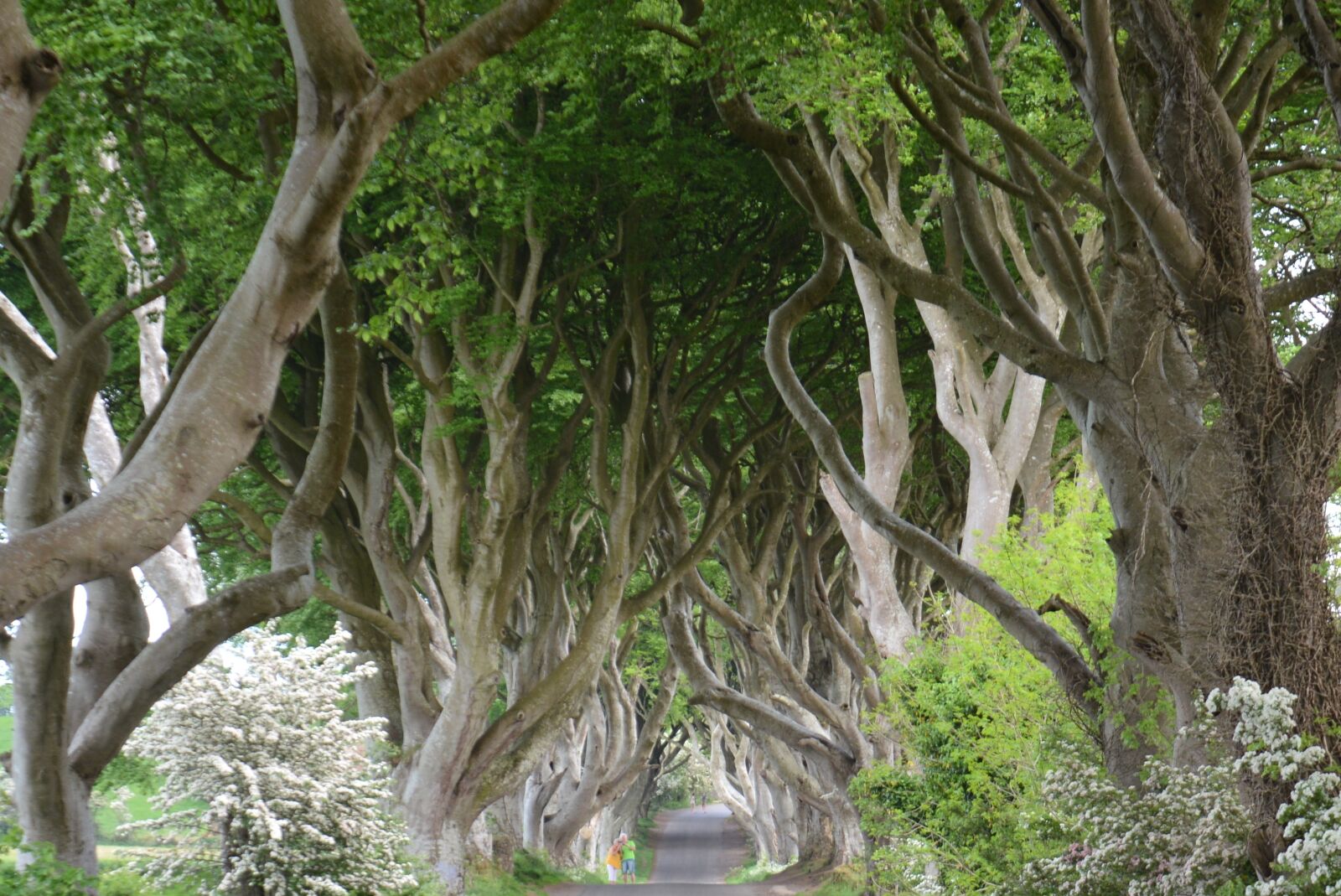 Nikon D7100 sample photo. Nature, ireland, beech photography