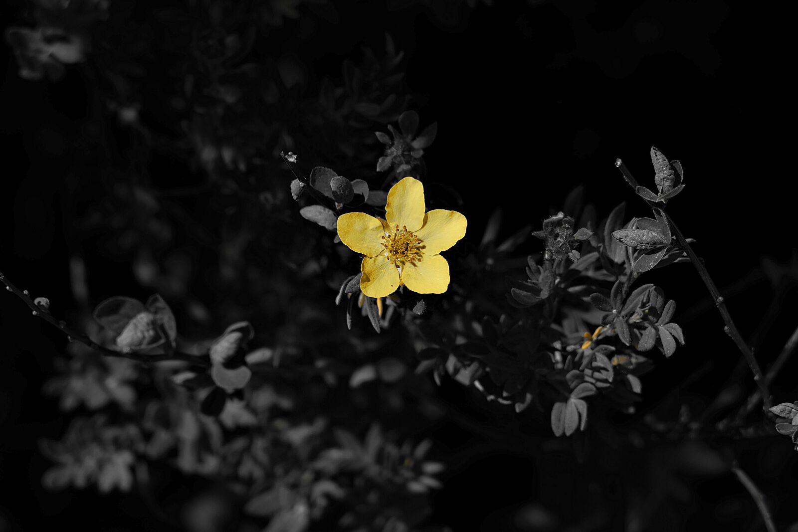 Panasonic Lumix DMC-FZ1000 sample photo. Dotterblume, yellow, plant photography