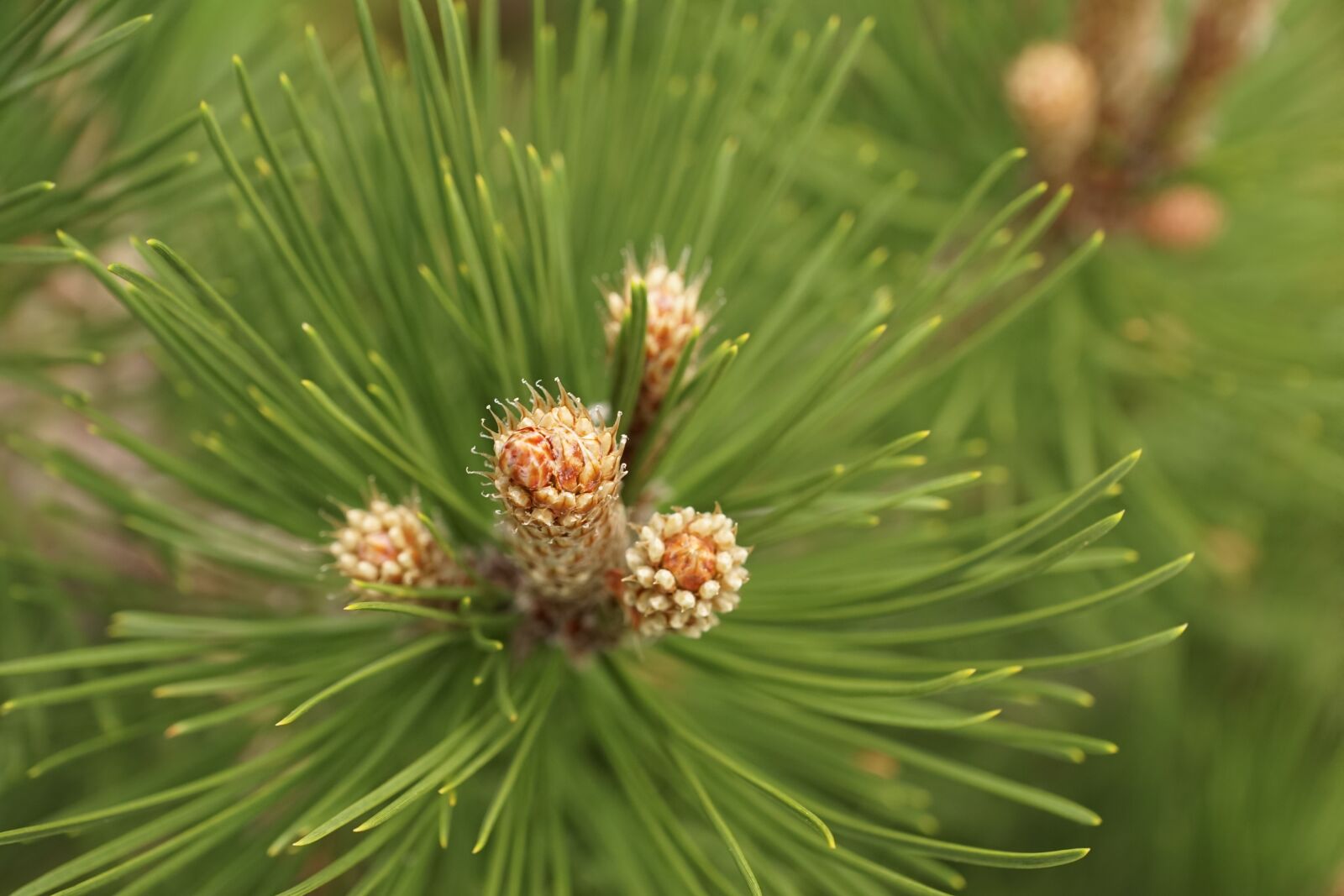 Sony ILCA-77M2 + Sony DT 16-50mm F2.8 SSM sample photo. Spruce, green, plant photography