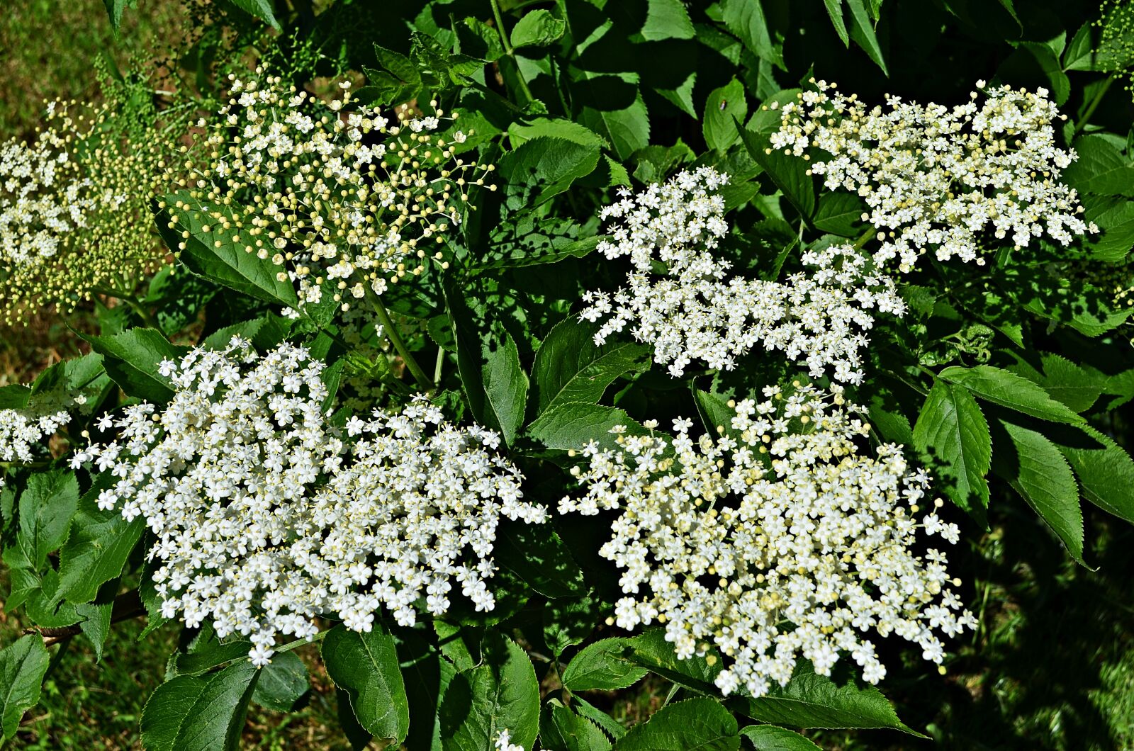 Nikon D5100 sample photo. Without black, herbs, nature photography