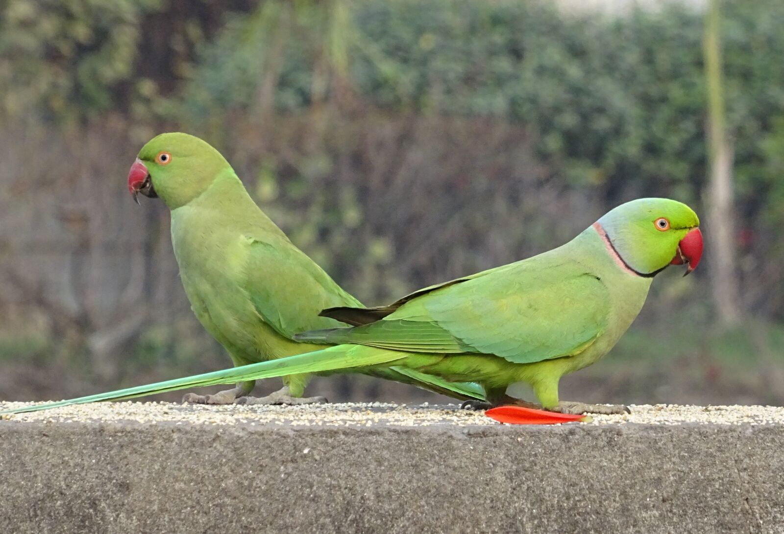 Sony DSC-HX60V sample photo. Bird, parakeet, green photography