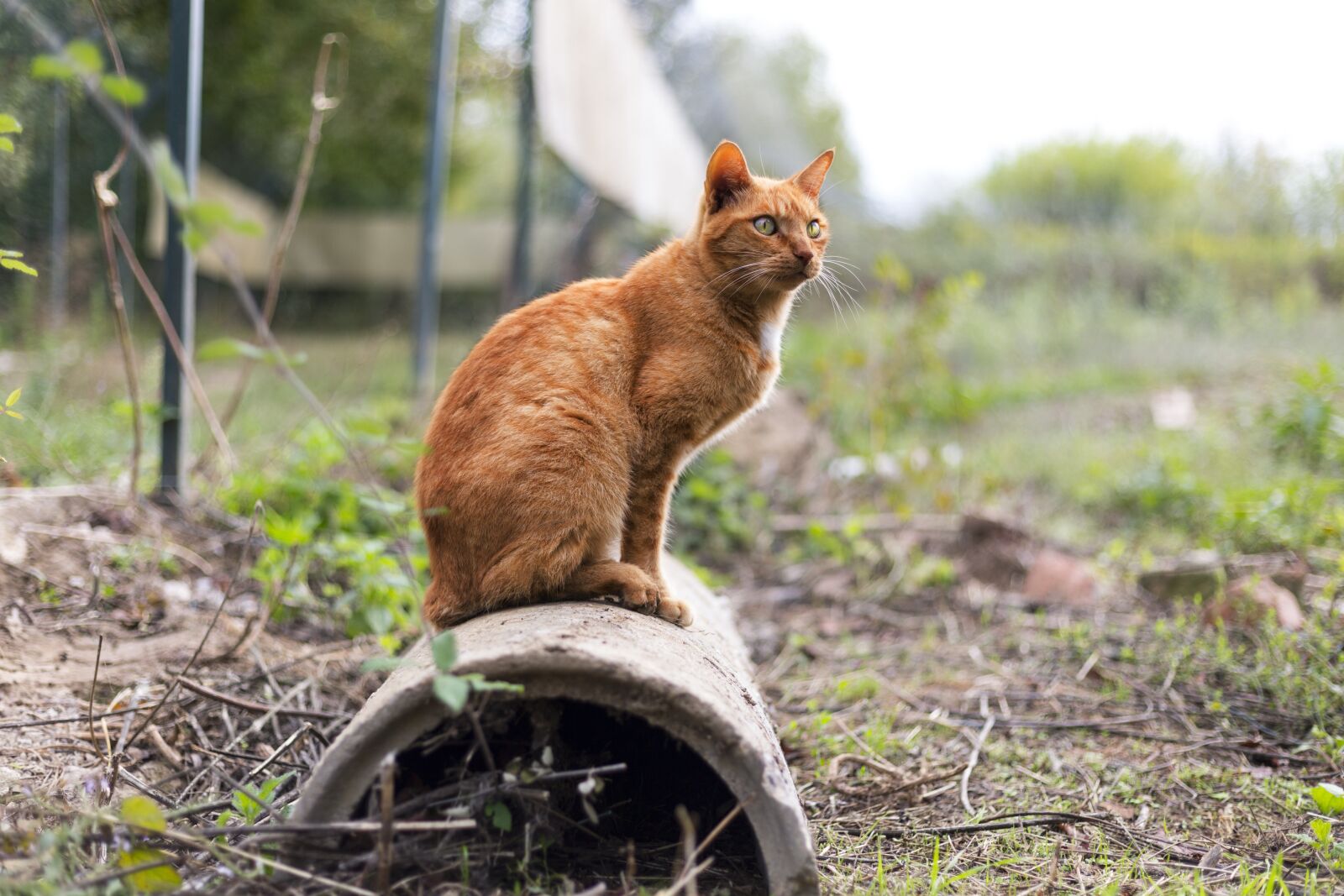 Canon EOS 5D Mark III sample photo. Cat, red, nature photography