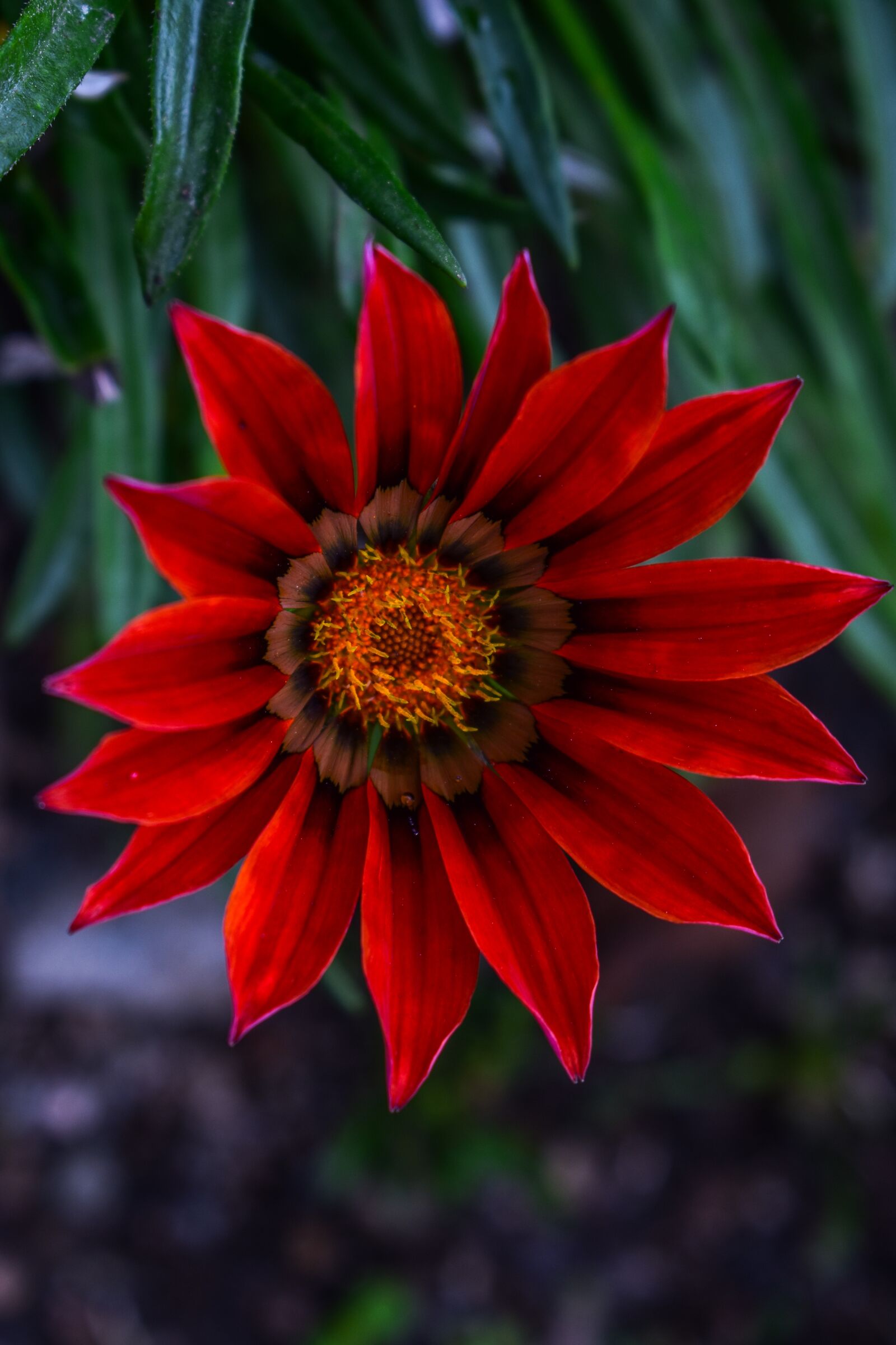Nikon D3400 sample photo. Beautiful flower, nature, petals photography