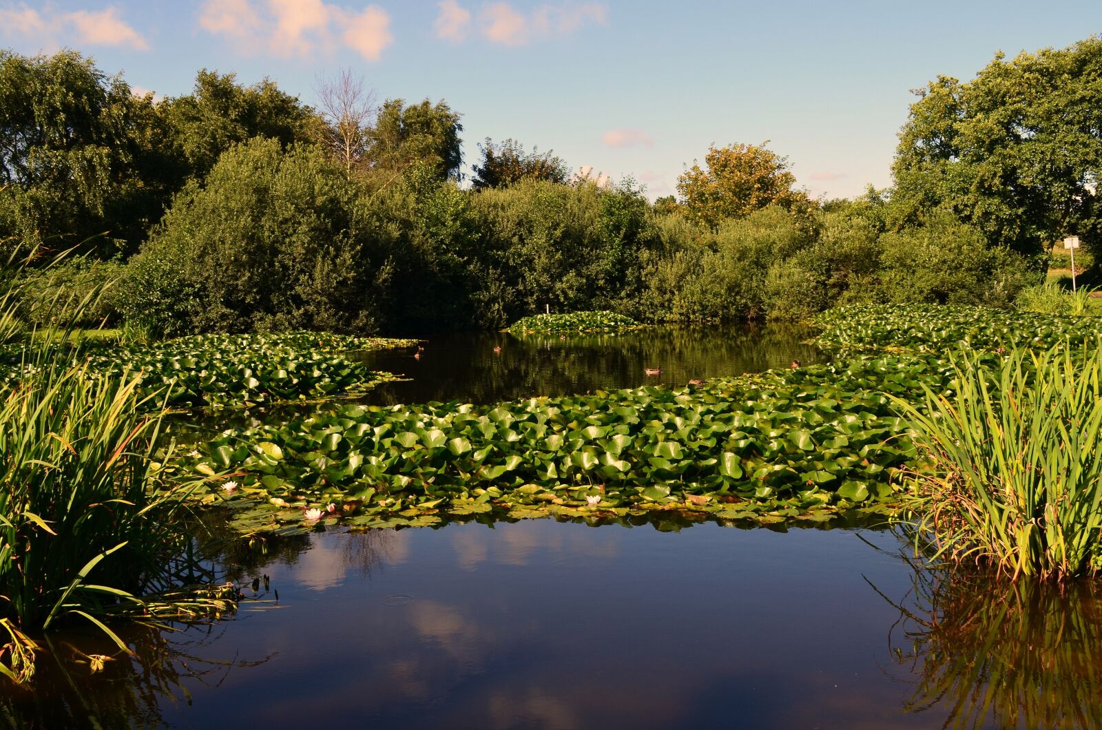 Nikon D5100 sample photo. Nuphar, water lilies, aquatic photography