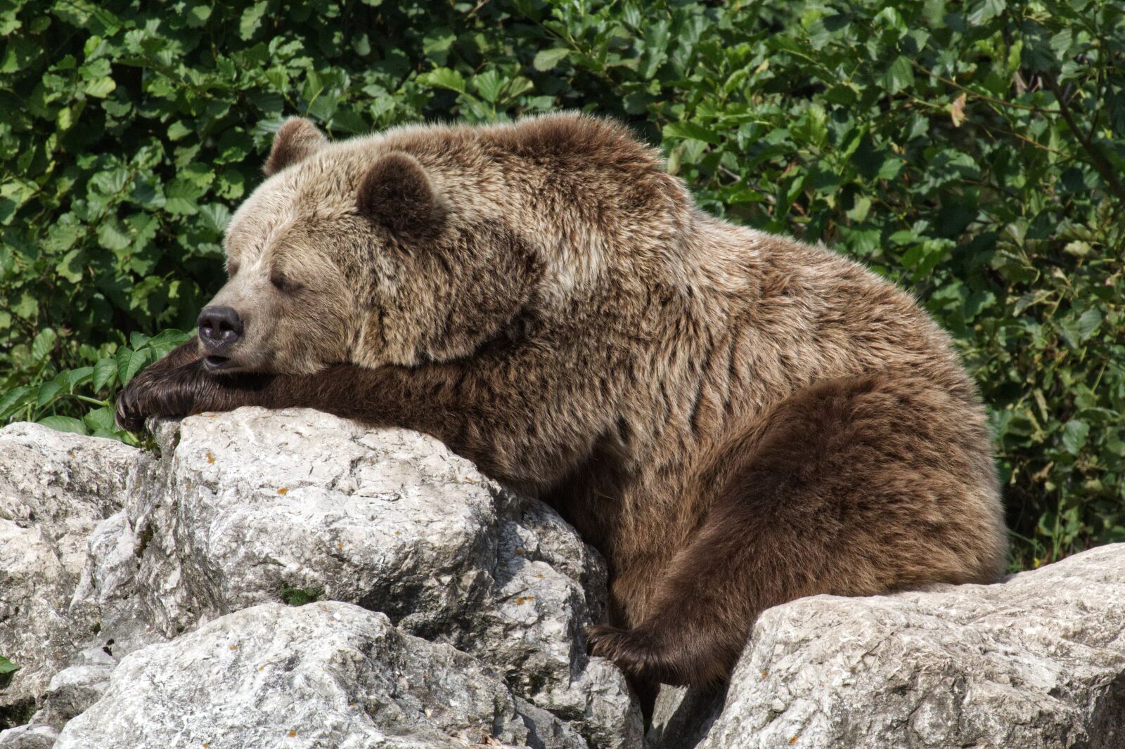 Canon EOS 1300D (EOS Rebel T6 / EOS Kiss X80) sample photo. Bear, brown bear, animal photography