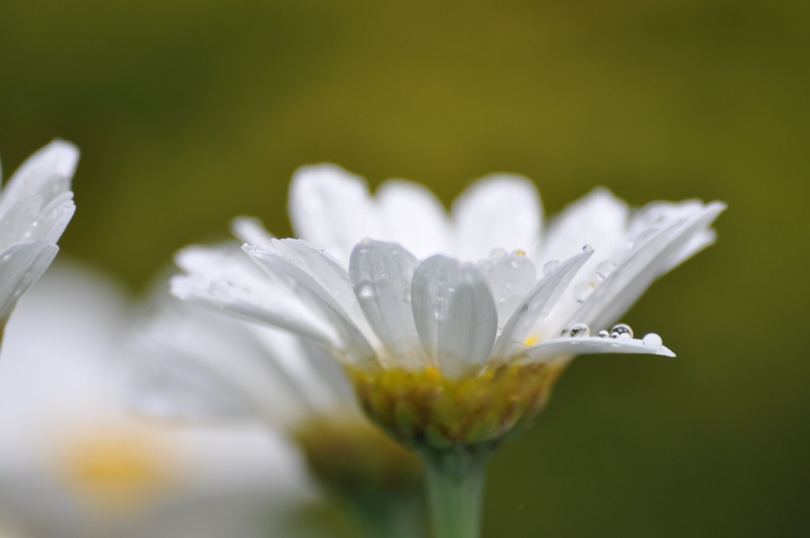 Nikon D5000 sample photo. Flowers, margueritte, marguerittes photography