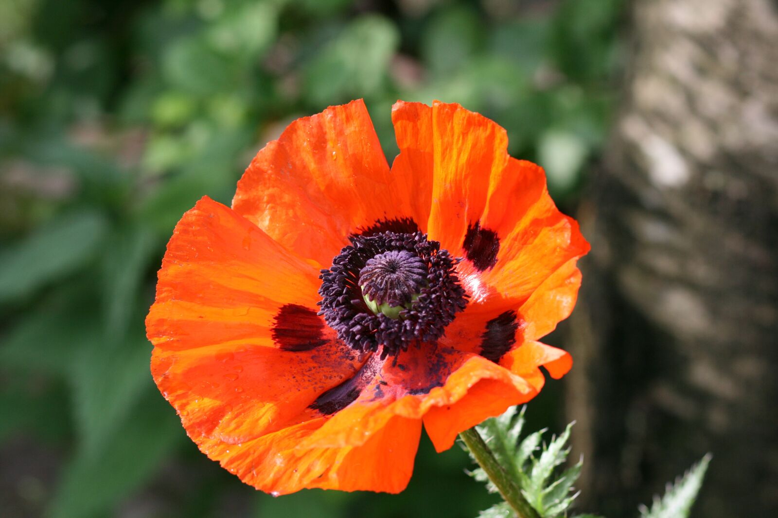Canon EOS 400D (EOS Digital Rebel XTi / EOS Kiss Digital X) sample photo. Flower, poppy, nature photography