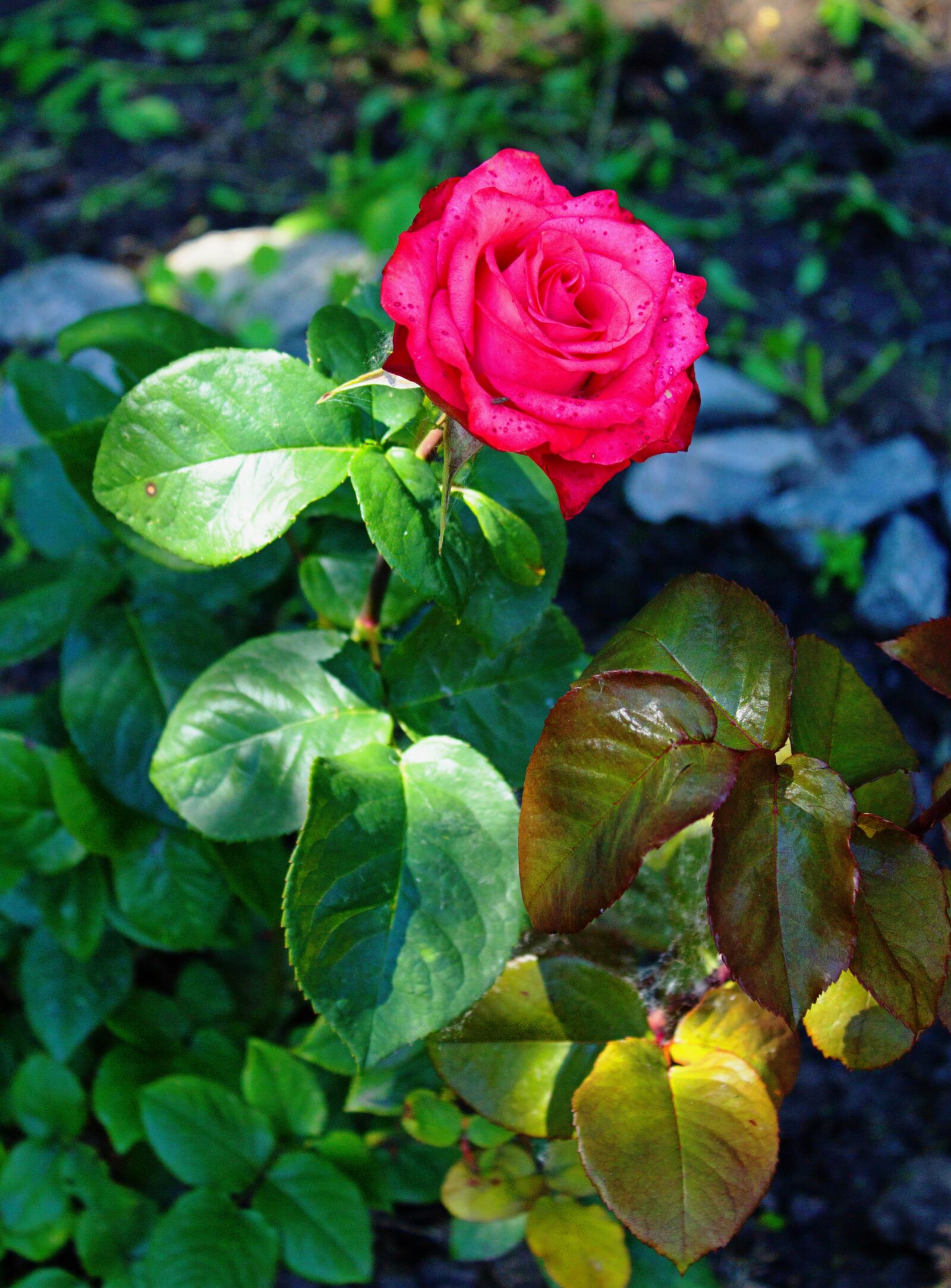 Canon EOS 600D (Rebel EOS T3i / EOS Kiss X5) sample photo. Garden, leaves, rose photography