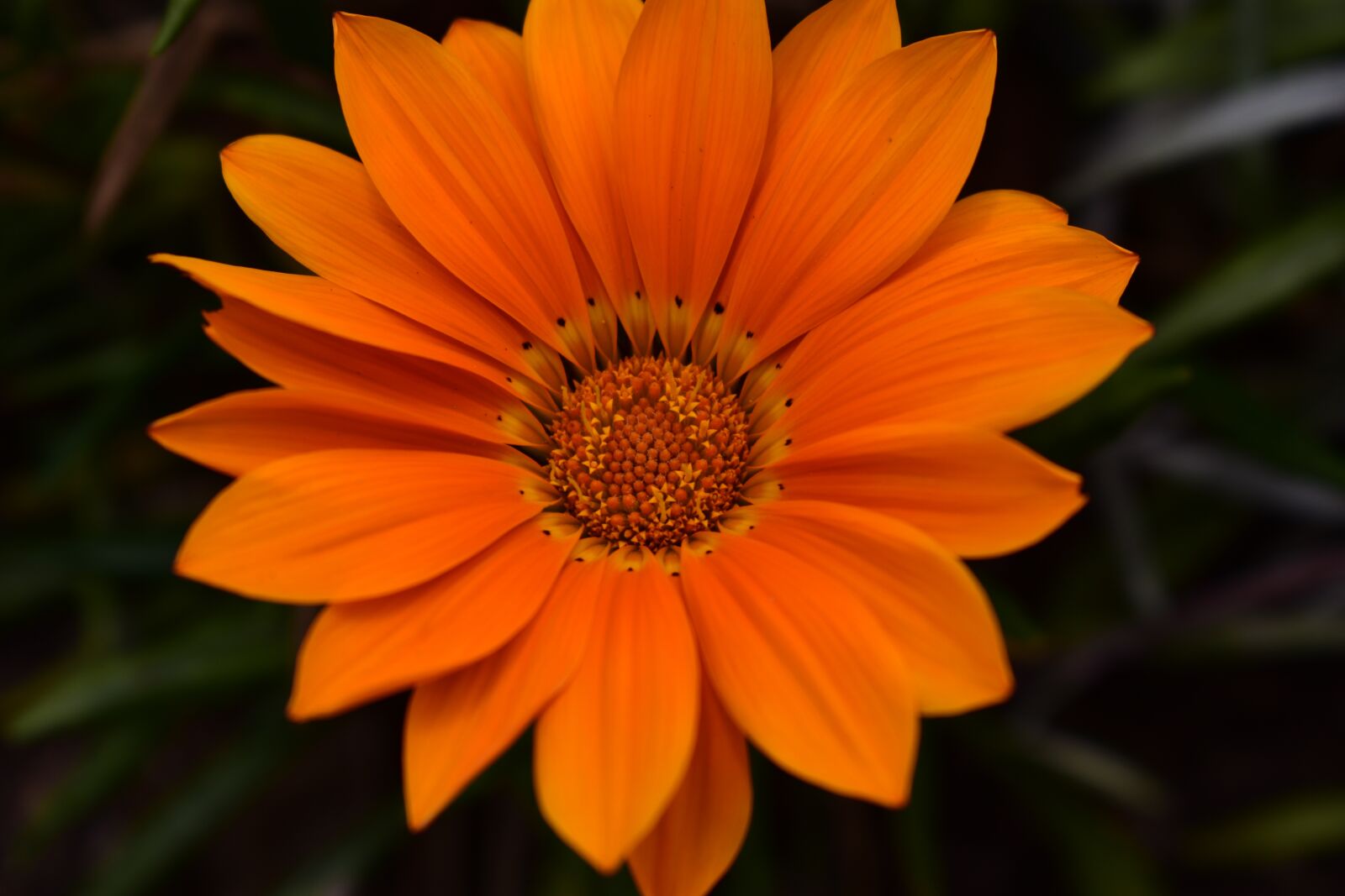 Nikon D3400 sample photo. Plant, nature, flower photography