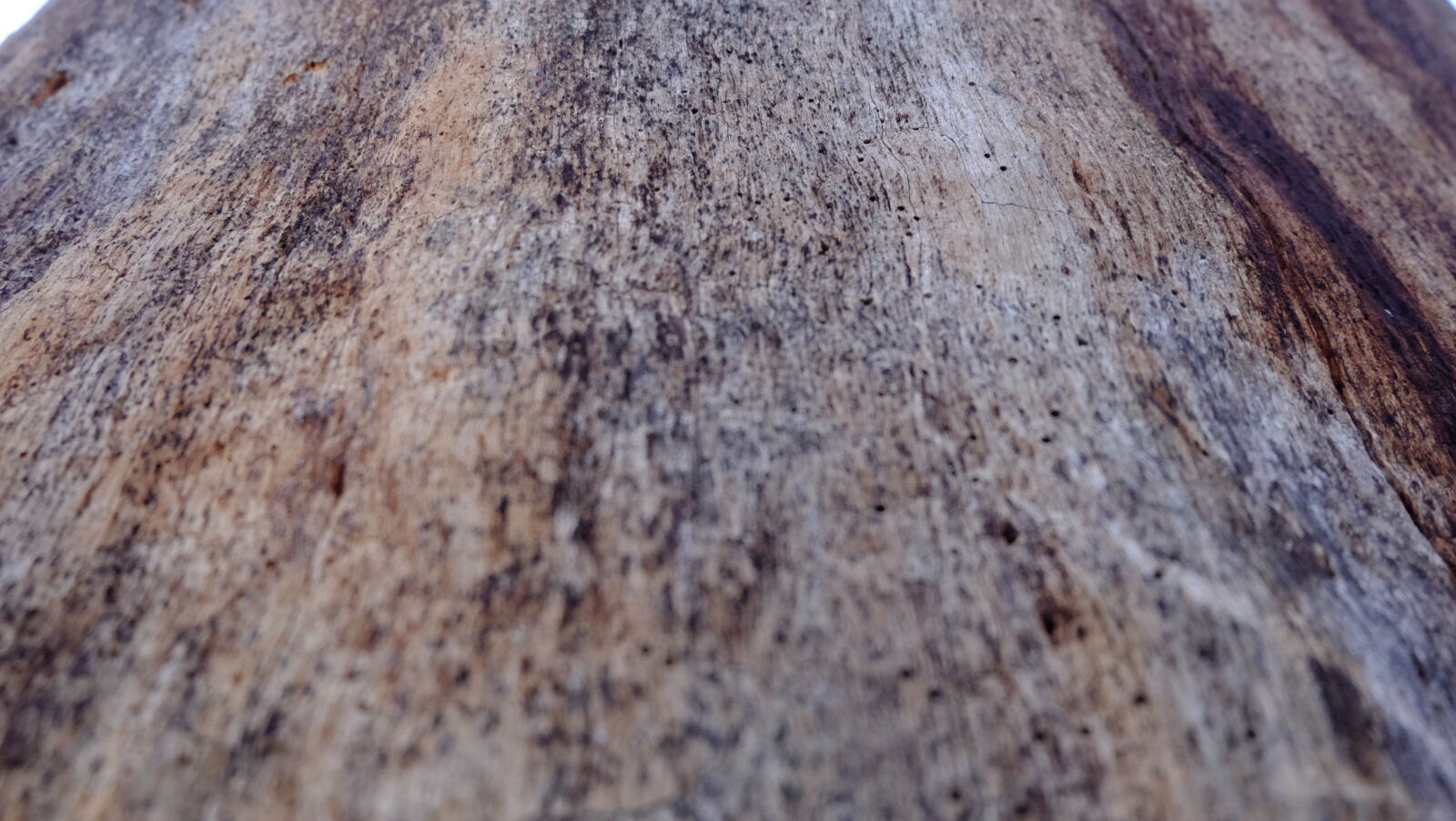 Fujifilm X-M1 sample photo. Old, tree, tree, wood photography
