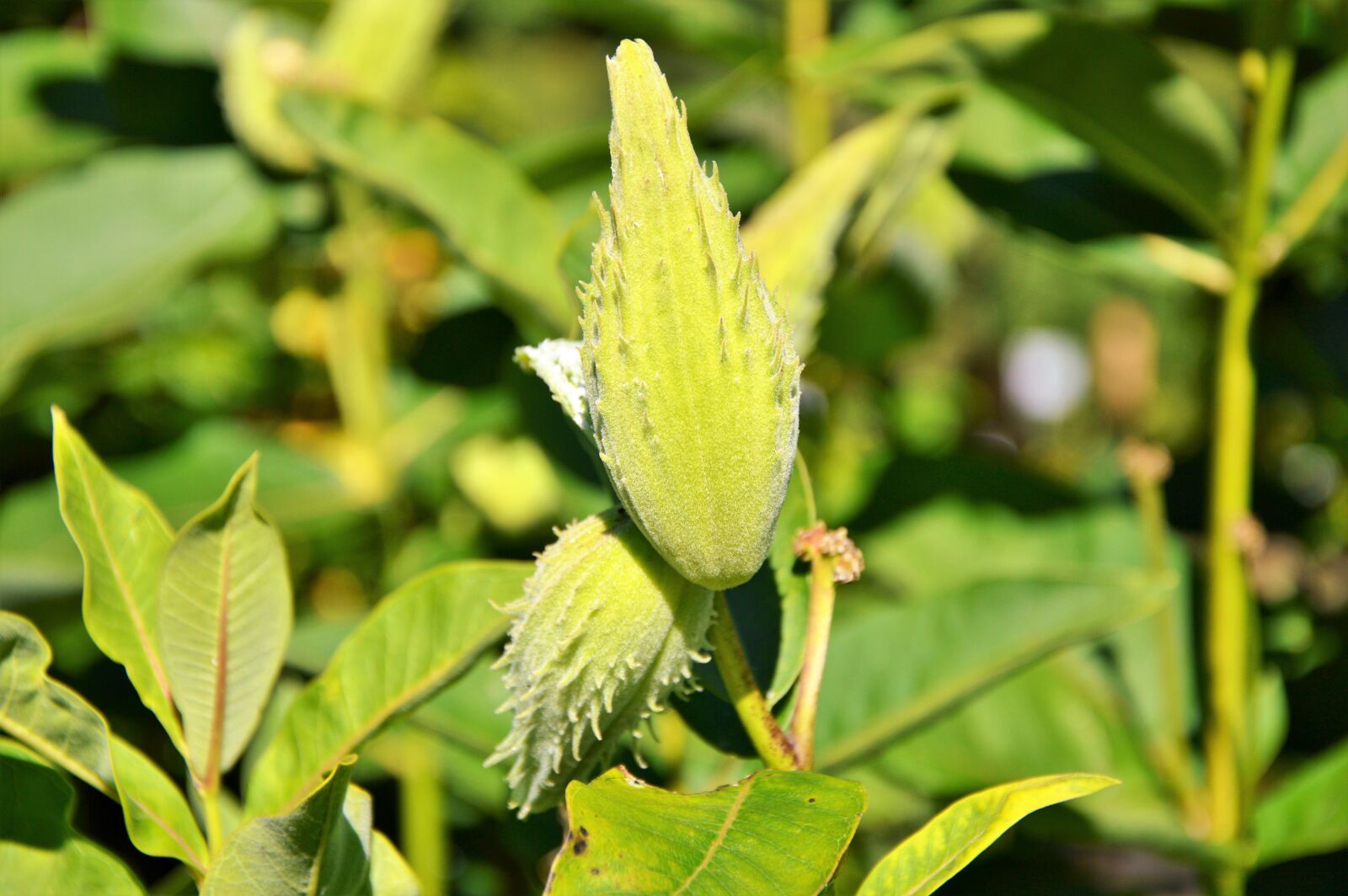 Nikon D3200 sample photo. Silk plant, tubercular silk photography