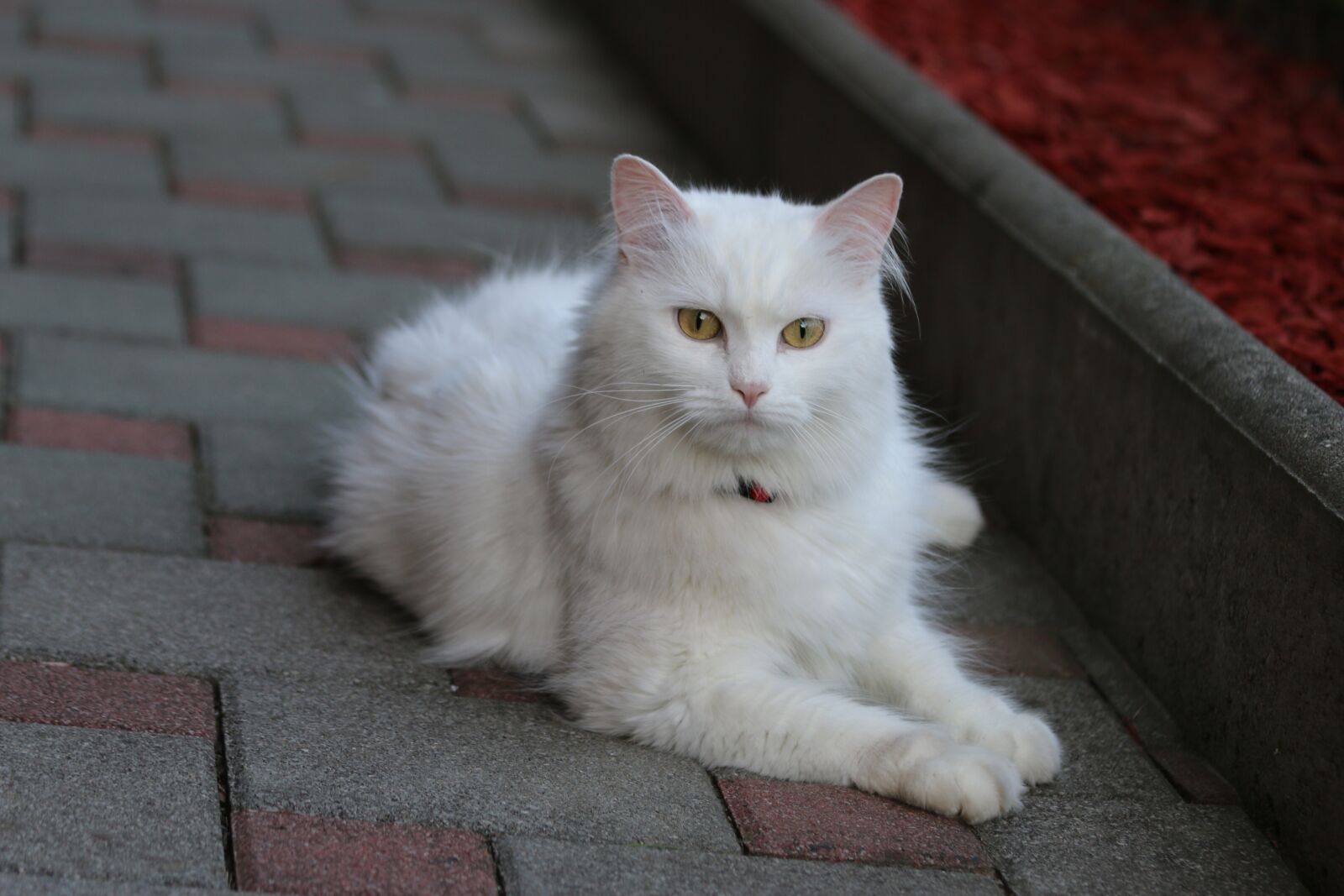 Canon EOS 70D + Canon EF 70-200mm F4L IS USM sample photo. Angora cat, white cat photography