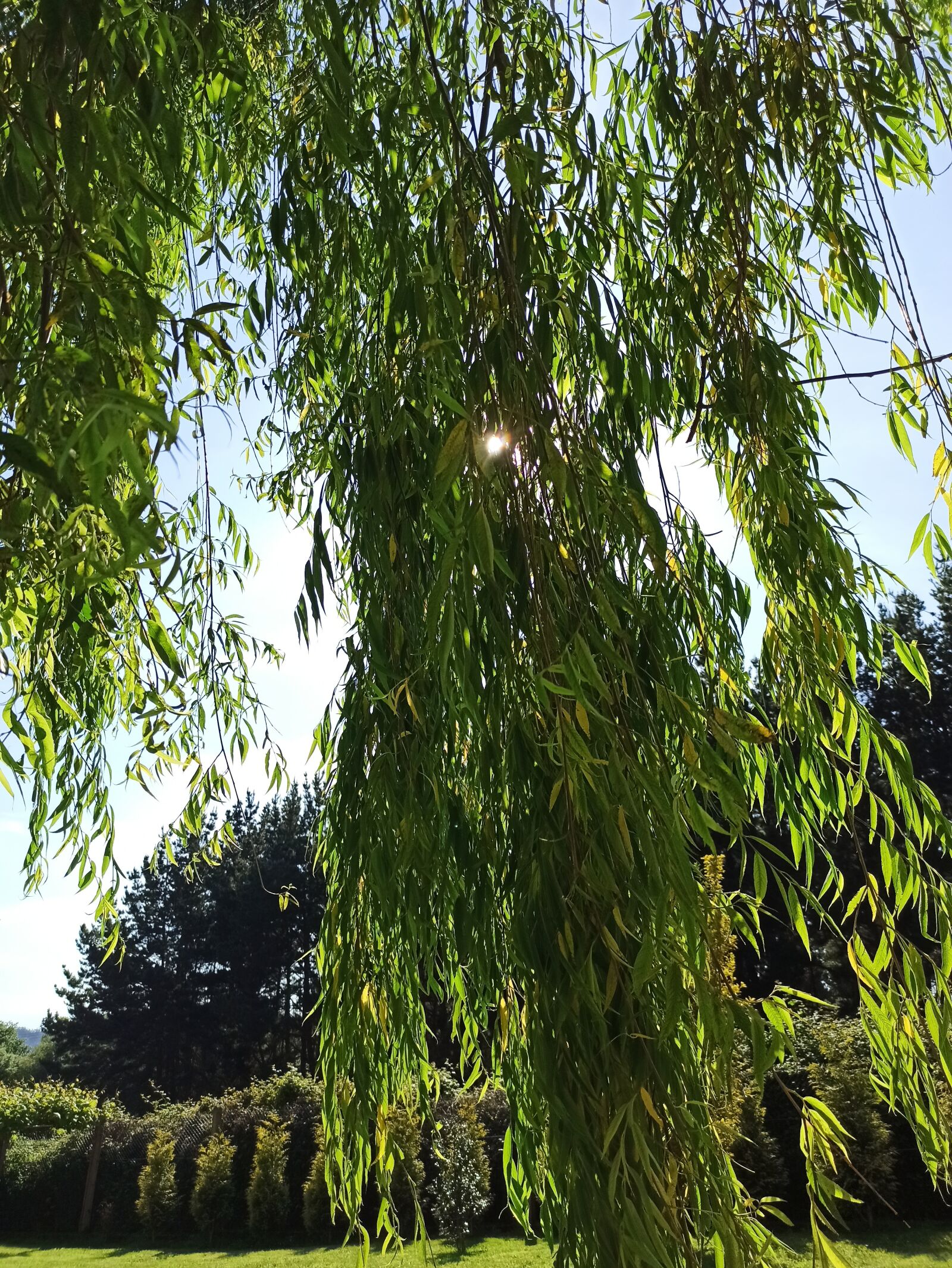 Xiaomi Redmi Note 8 Pro sample photo. Sauce, árbol, verde photography