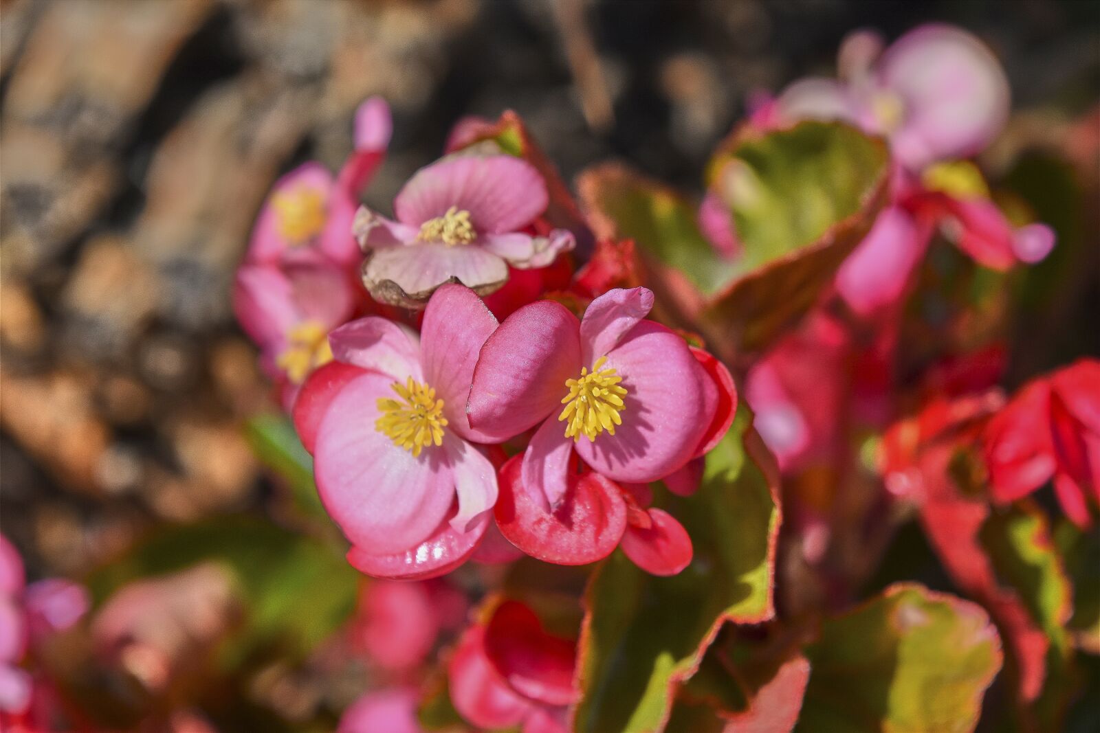 Nikon D7200 sample photo. Flower, rosa, branch photography