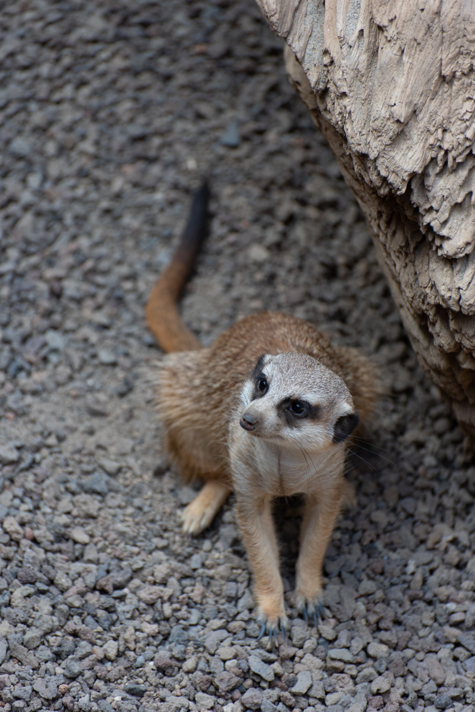 Nikon D750 sample photo. Meerkat, zoo, luxembourg photography