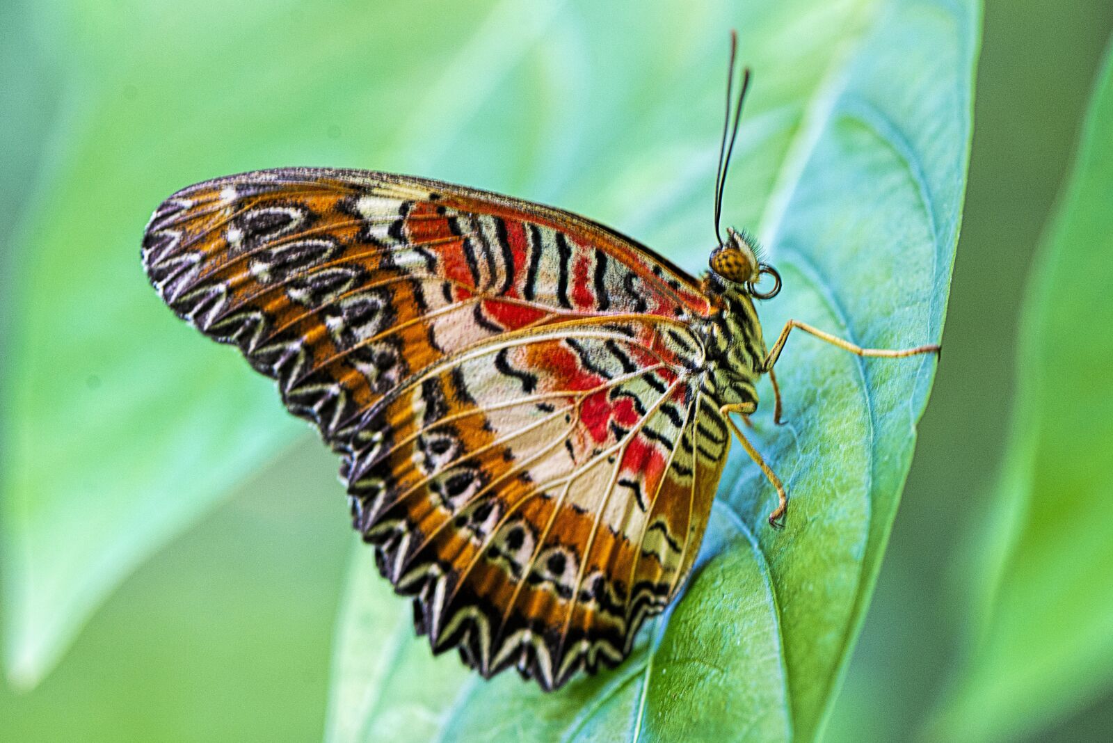 Nikon D610 sample photo. Red lacewing, butterfly, nature photography