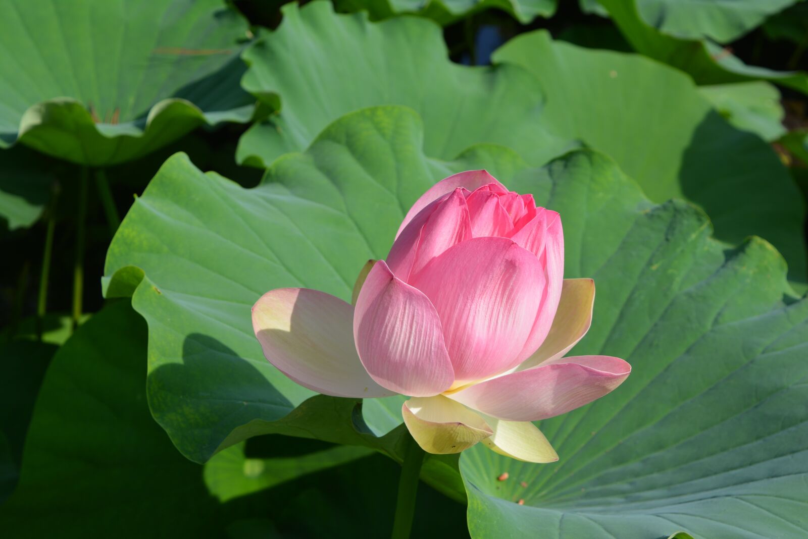 Nikon D5200 sample photo. Water lily, rose, pond photography