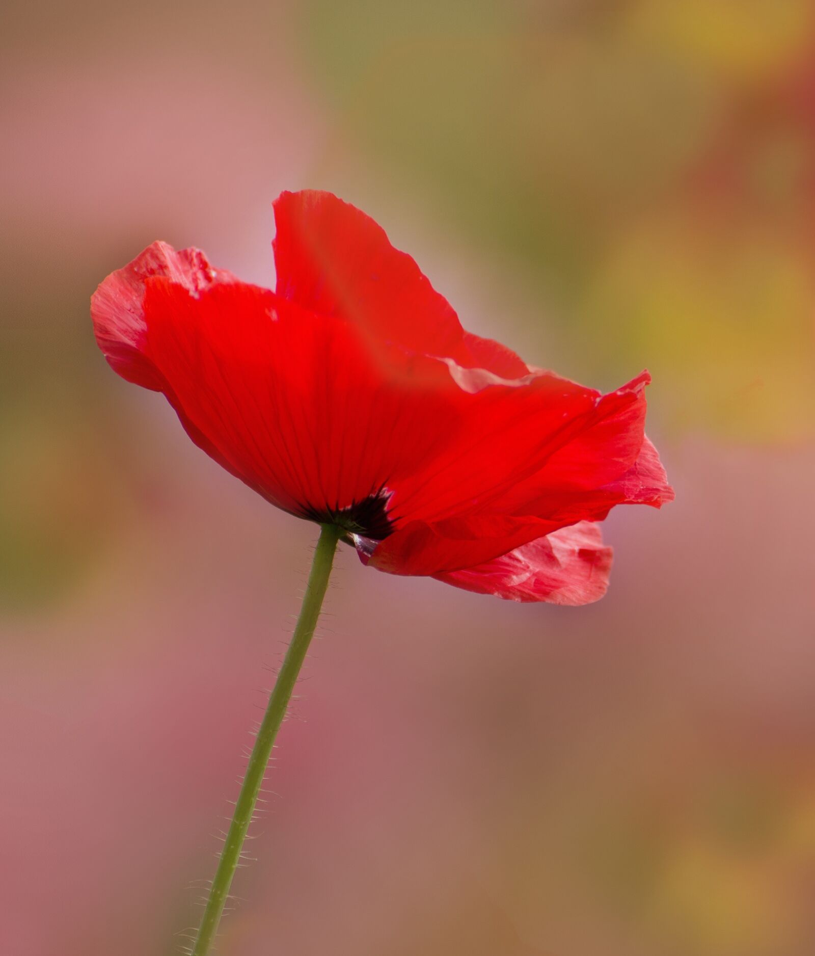 Sony SLT-A55 (SLT-A55V) sample photo. Poppy, red, red poppy photography