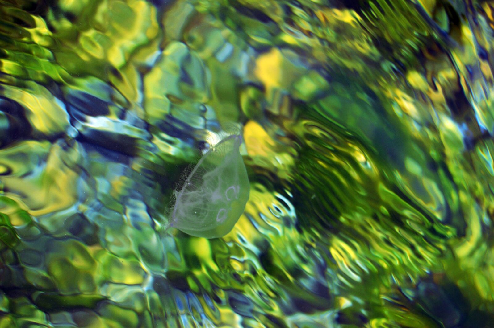 Nikon D3200 sample photo. Jellyfish, sea, underwater photography