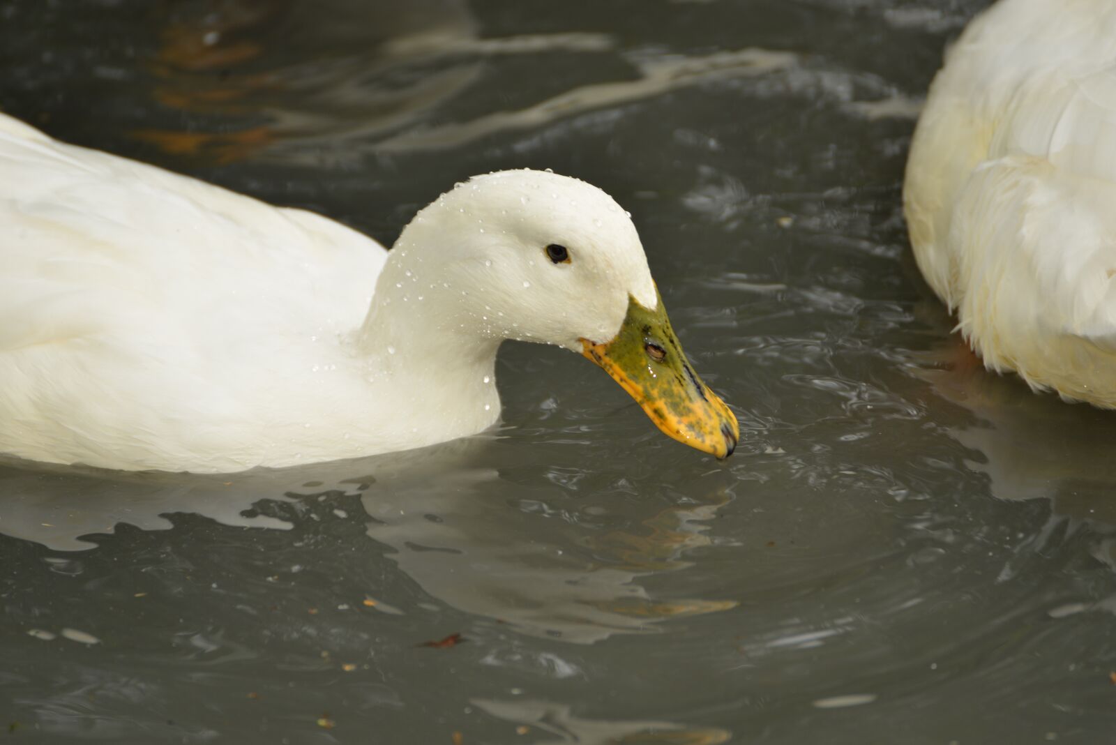 Nikon D610 sample photo. Duck, white, water photography
