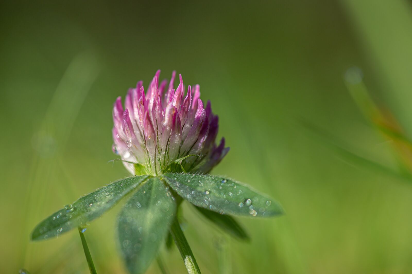 Canon EOS 6D Mark II sample photo. Red clover, plant, green photography