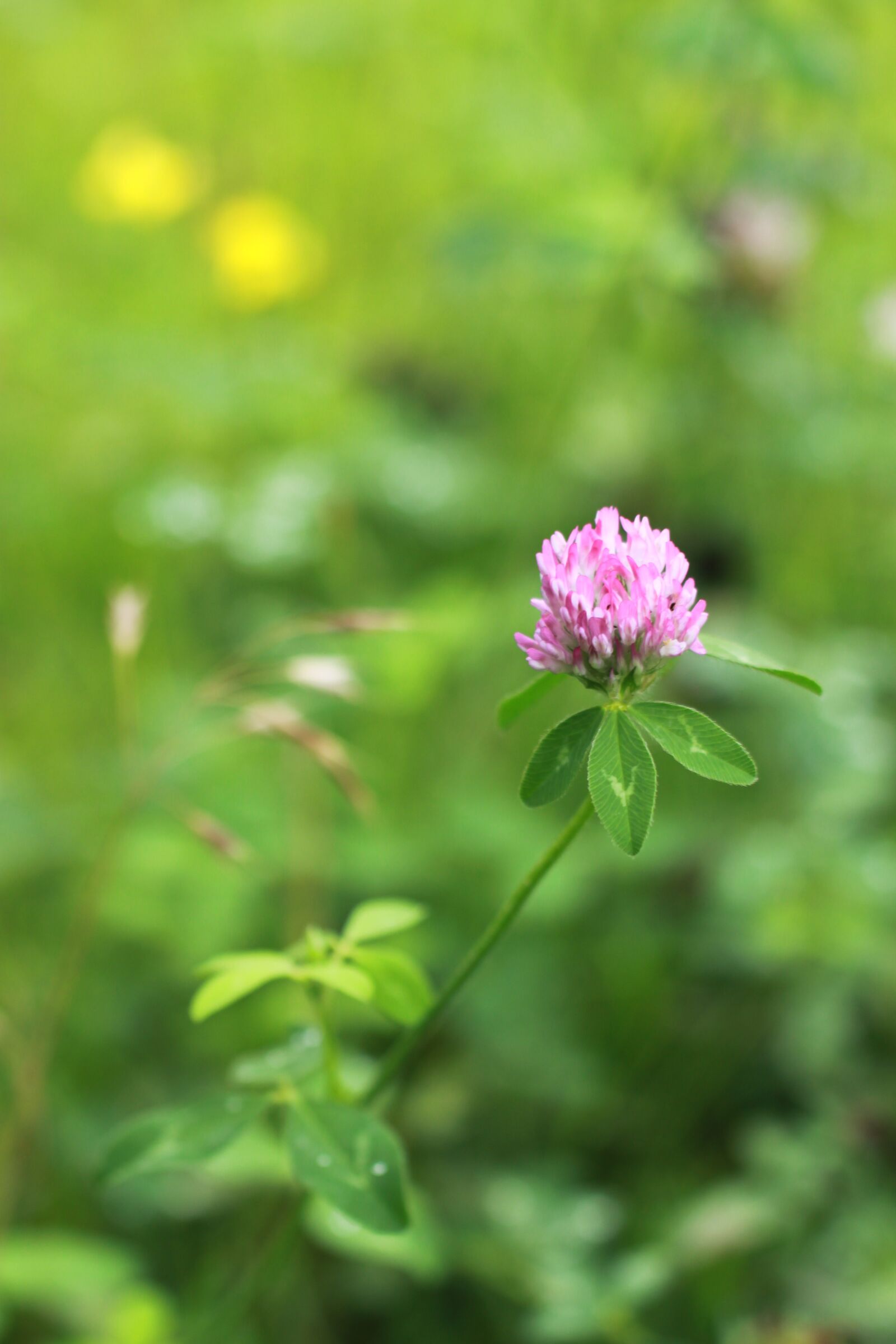 Canon EOS 500D (EOS Rebel T1i / EOS Kiss X3) sample photo. Flowers, wildflower, plants photography